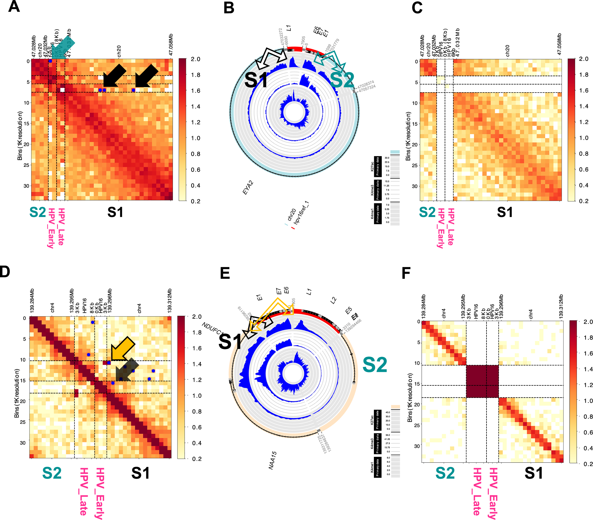 Fig. 3: Human and viral genomes on hybrid ecDNA interacted directly with each other.