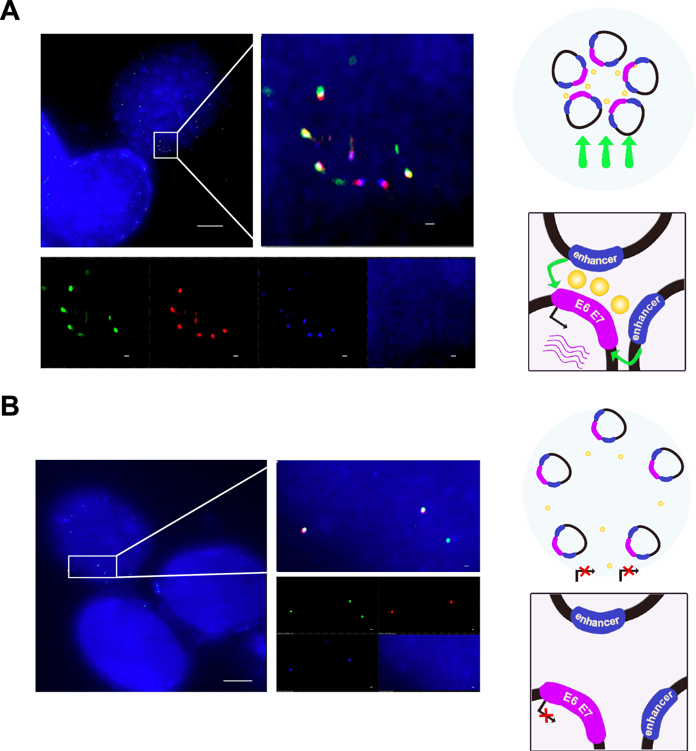 Fig. 5: Hybrid ecDNAs interference with each other and reduced after JQ1 treatment.