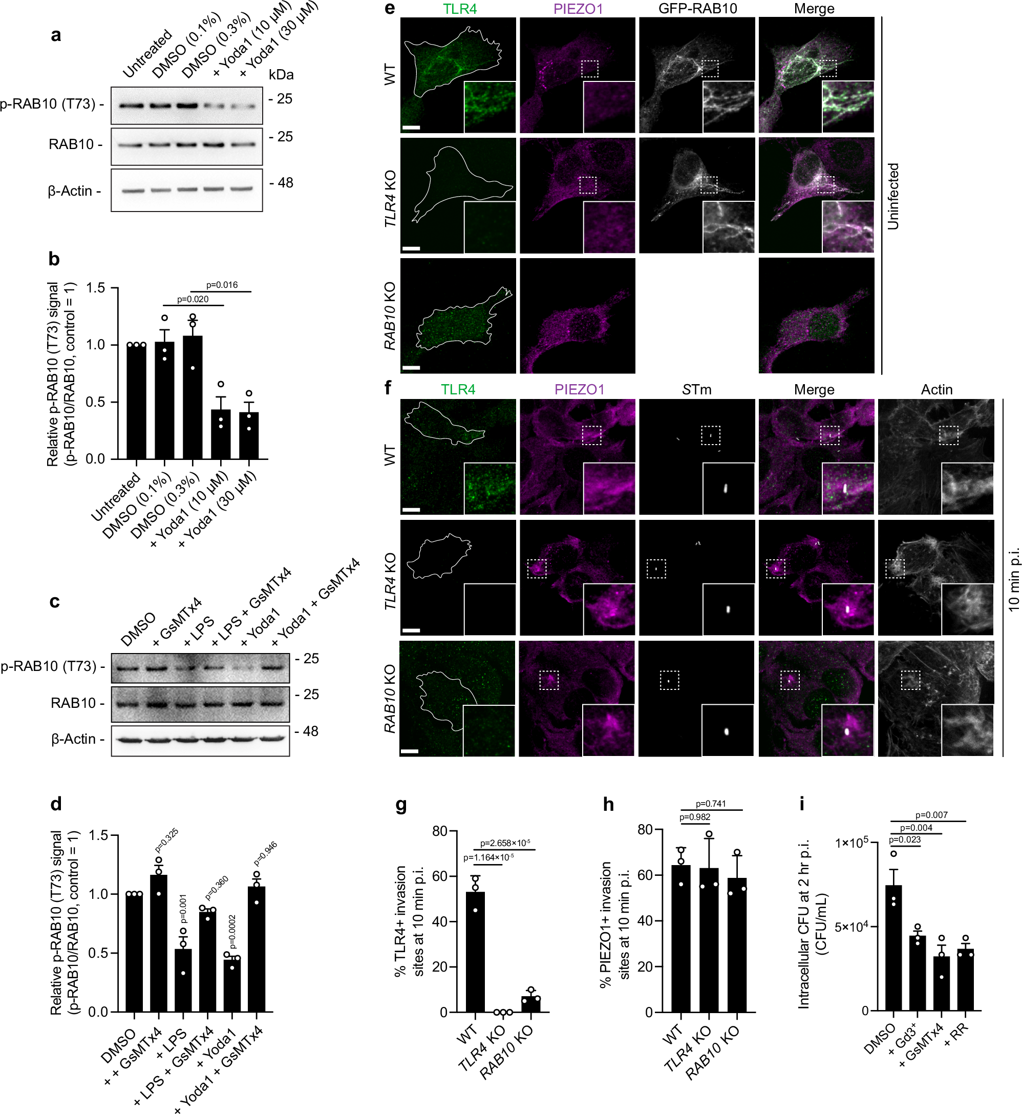 Fig. 6: PIEZO1 regulates plasma membrane dynamics at invasion sites via RAB10 dephosphorylation.