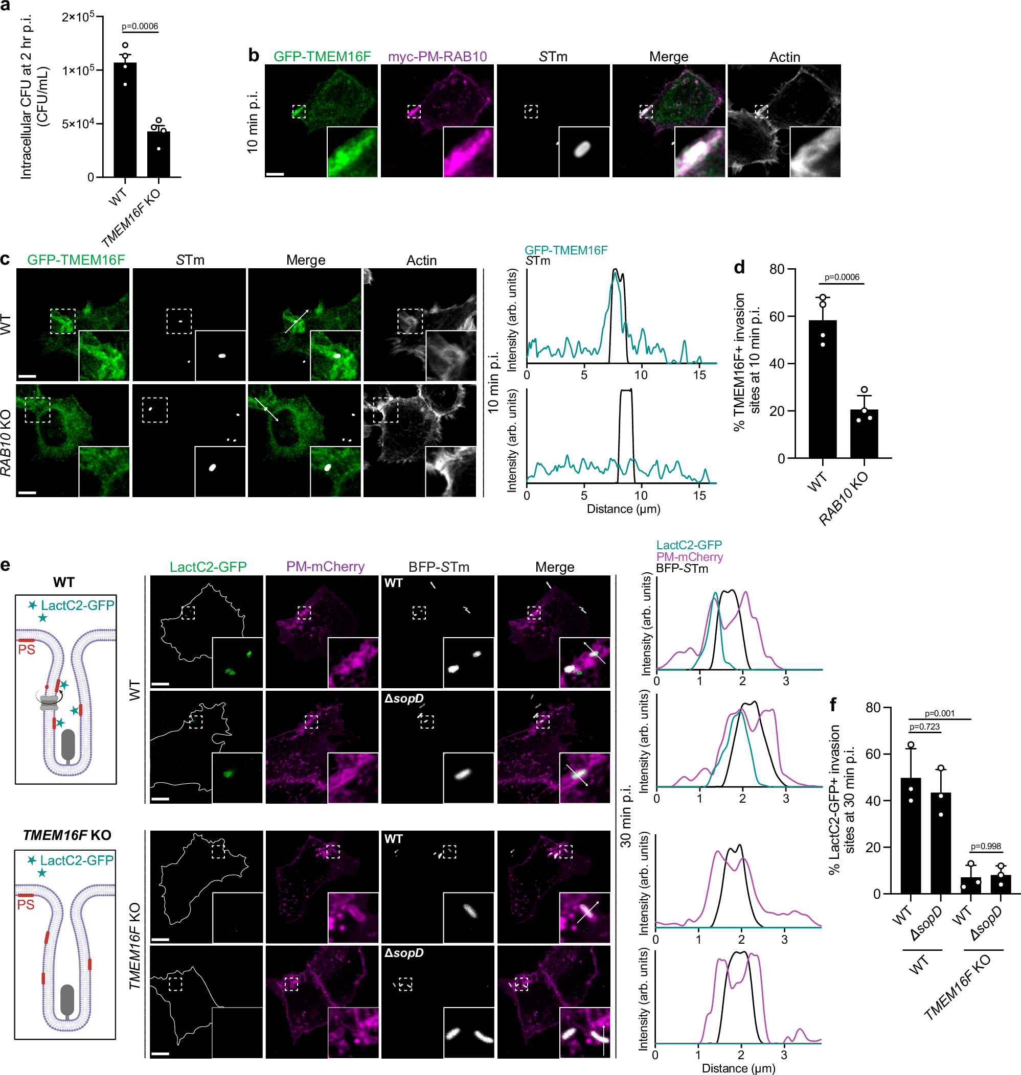 Fig. 7: TMEM16F is required for local phosphatidylserine scrambling at STm invasion sites.