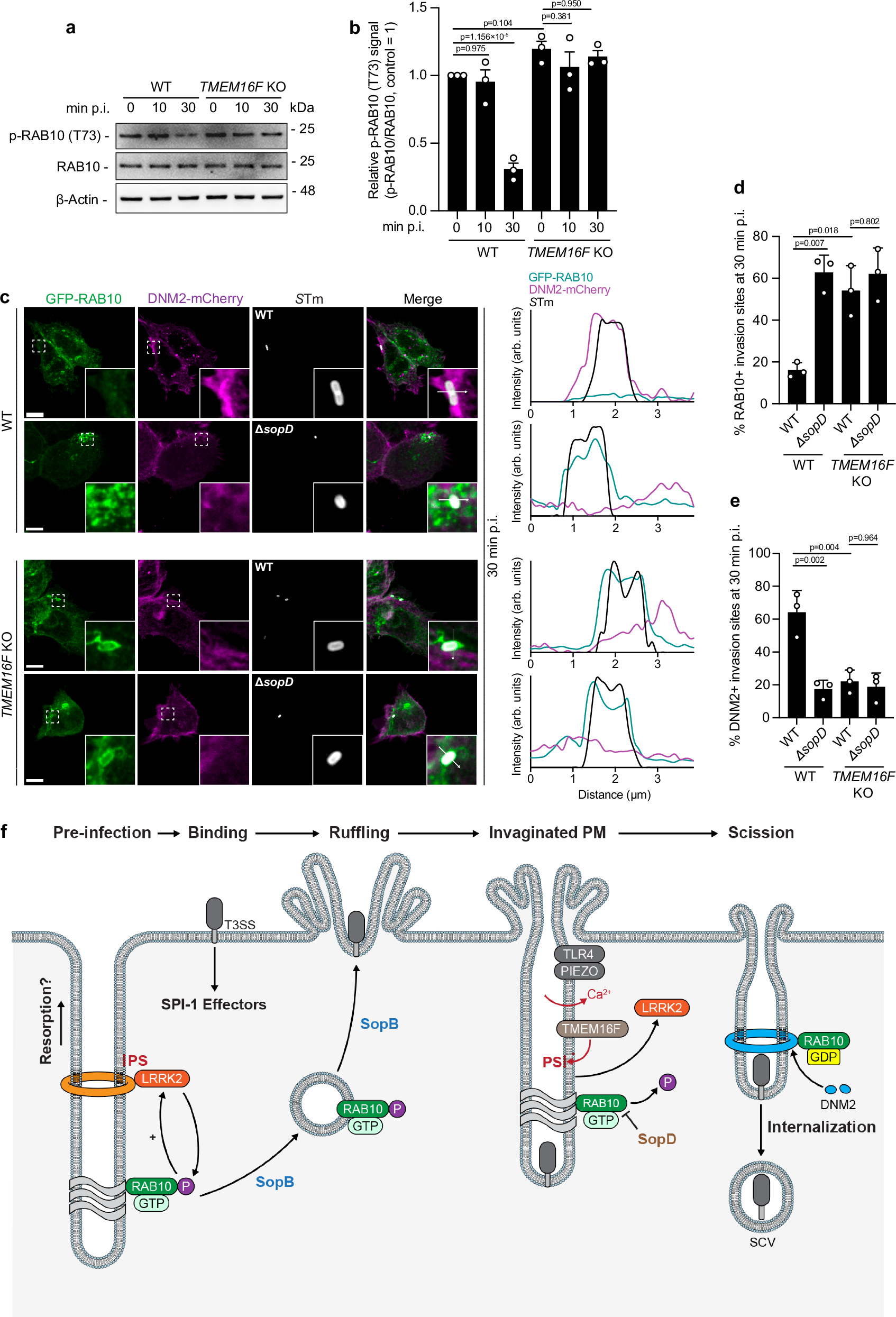 Fig. 9: TMEM16F reduces RAB10 phosphorylation and promotes DNM2 recruitment at STm invasion sites.