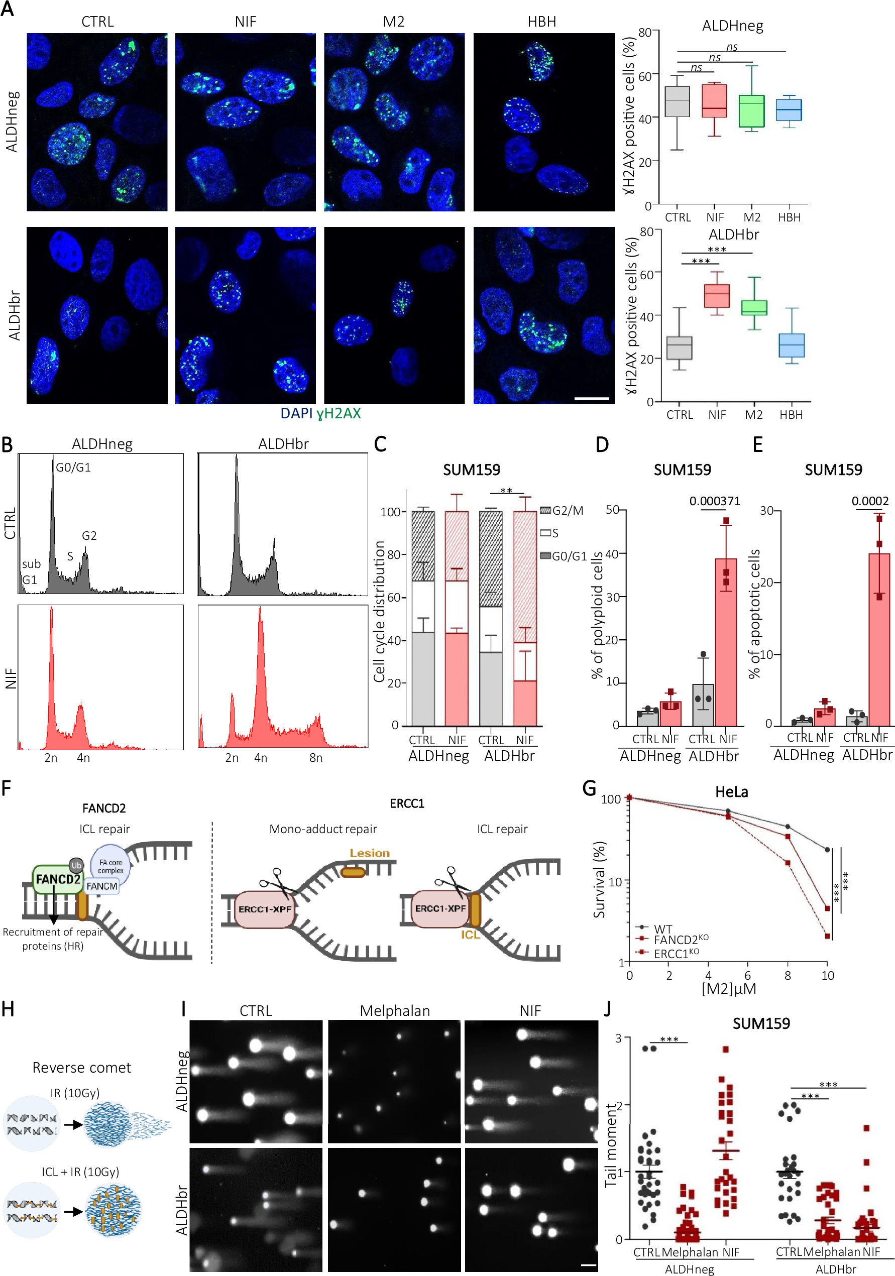 Fig. 3: NIF induces DNA inter-strand crosslinks lesions that accumulate in breast cancer stem cells.