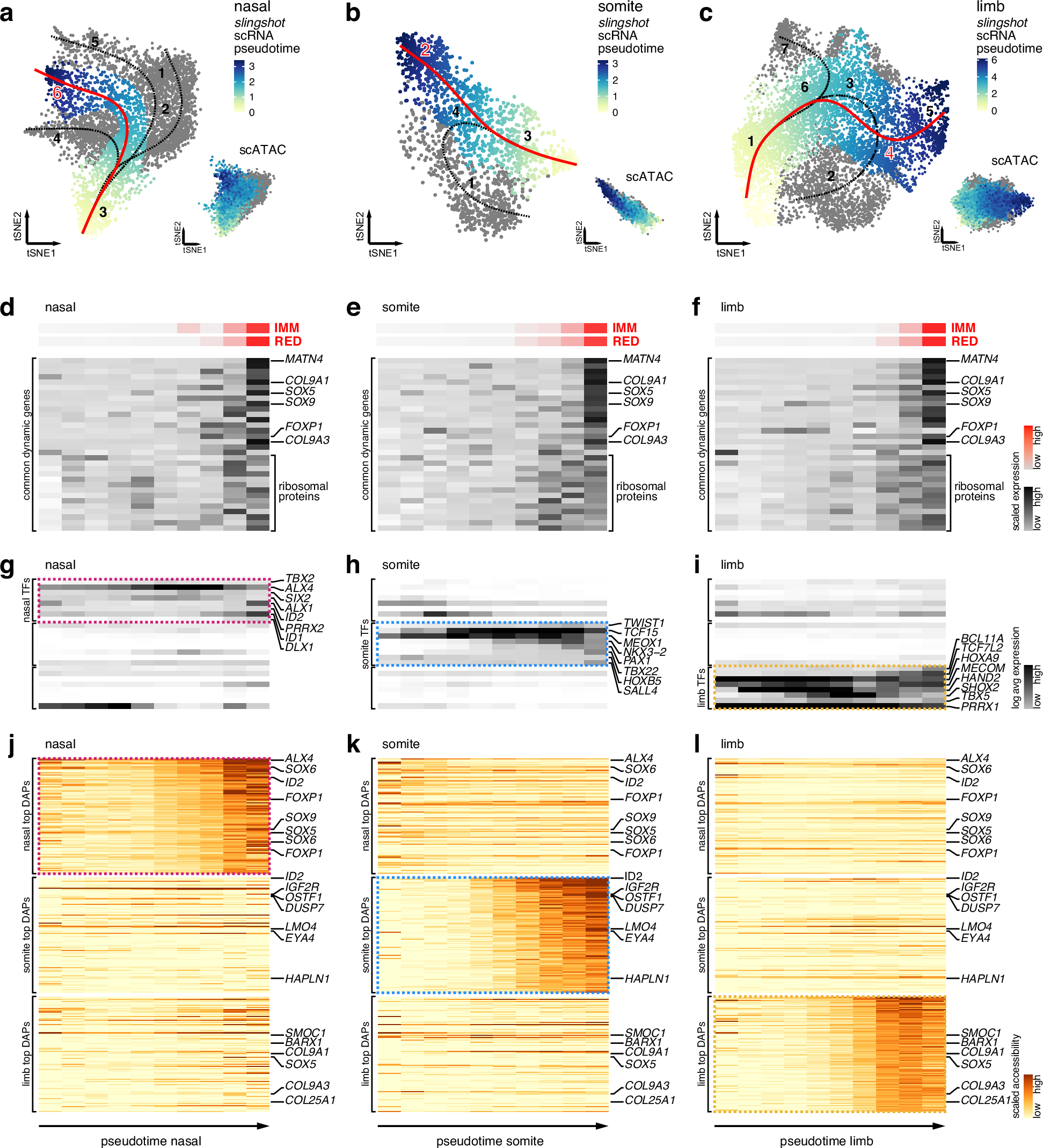 Fig. 3: Trans- and cis-regulatory dynamics of skeletogenic convergence across three embryonic lineages.