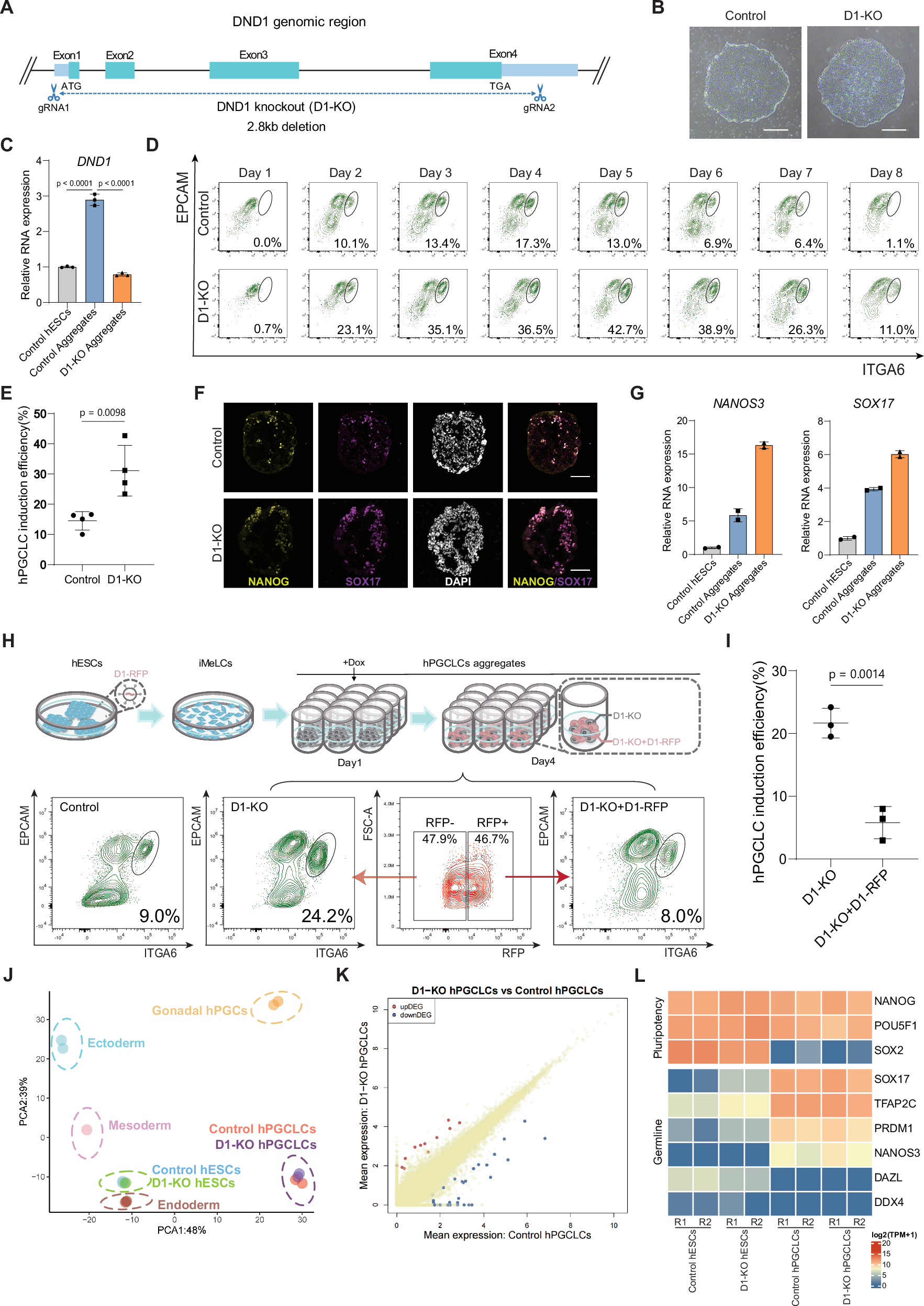 Fig. 1: D1 restricts the specification of hPGCLCs from hESCs.