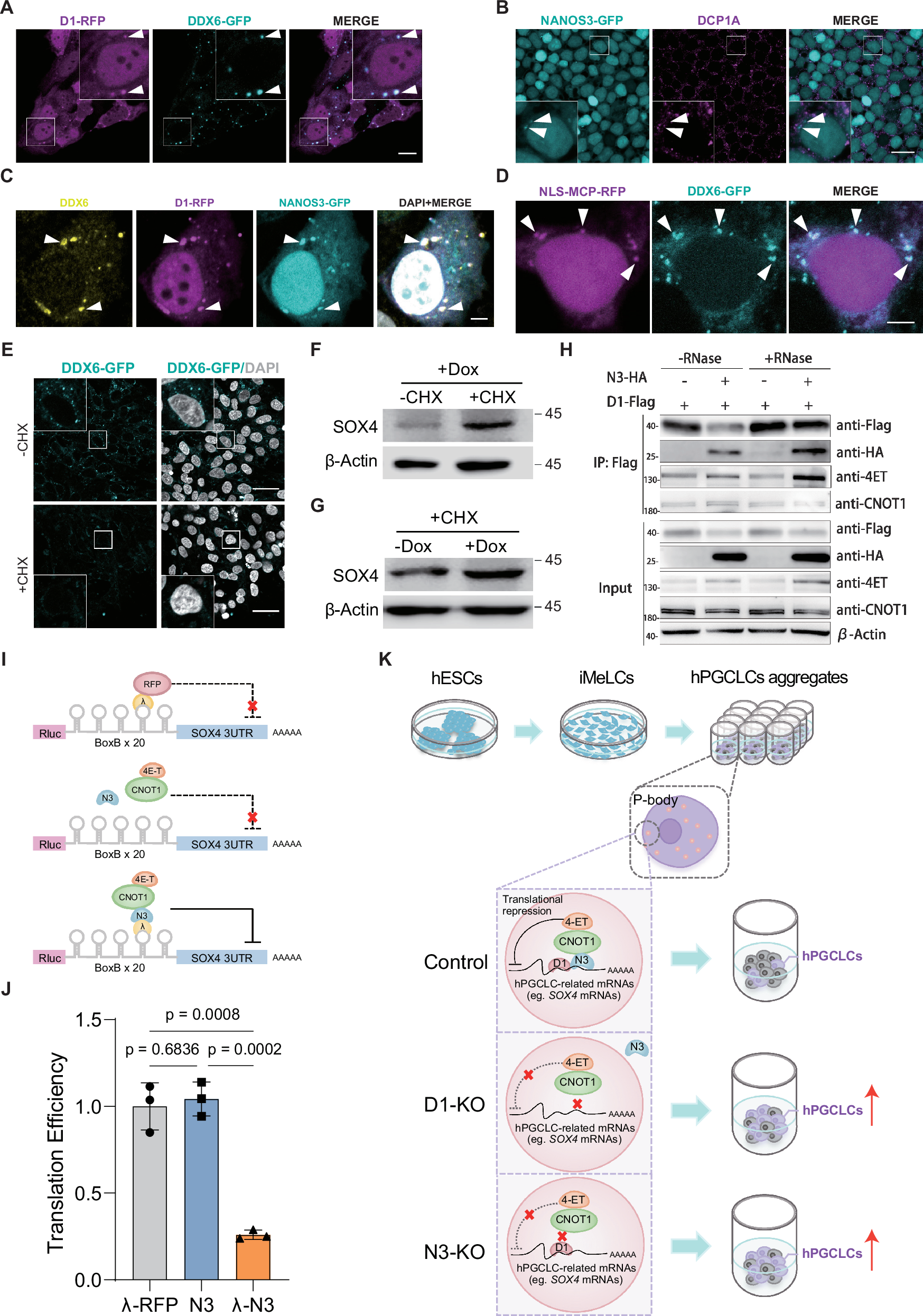 Fig. 7: P-bodies are essential for D1-N3 complex to repress the translation of SOX4.