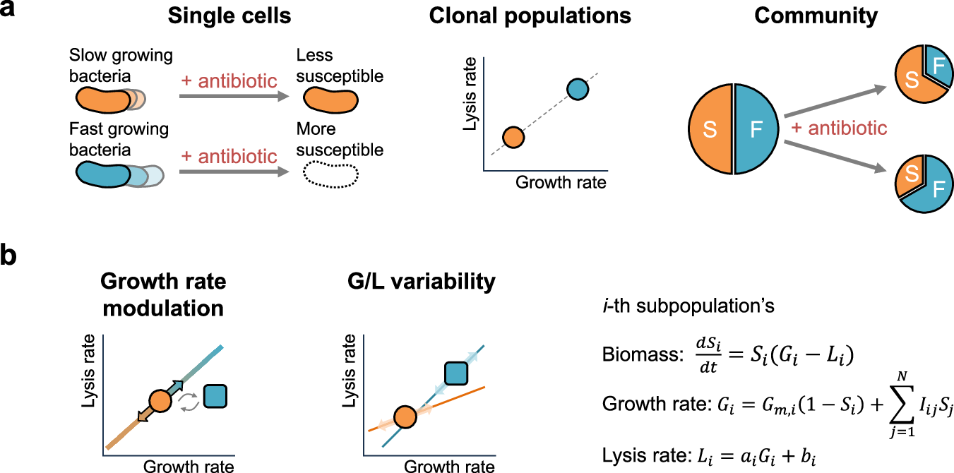Fig. 1: Enrichment dynamics in response to antibiotics.