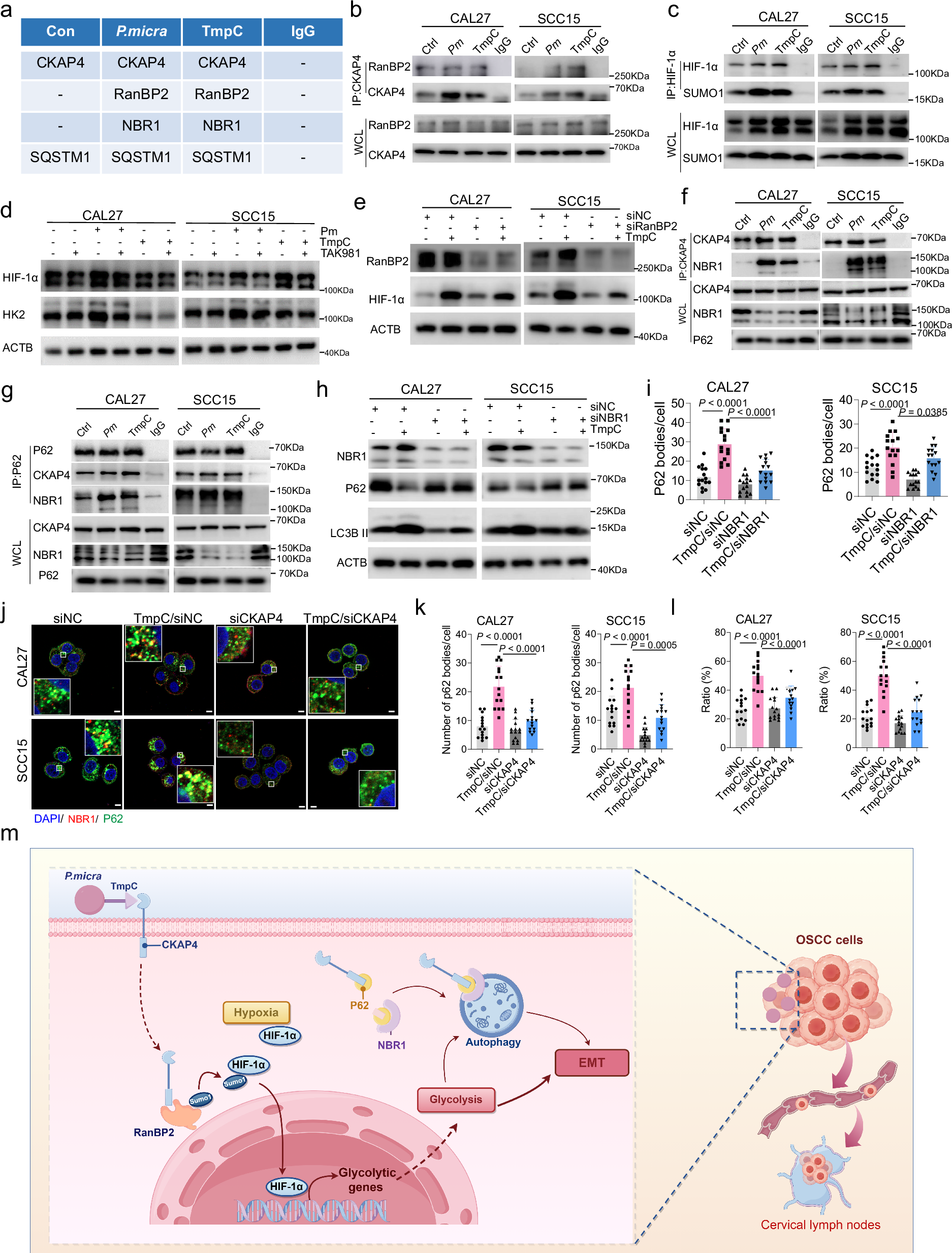 Fig. 6: TmpC-CKAP4 stabilized HIF-1α by binding RanBP2 and induced autophagy by binding NBR1.