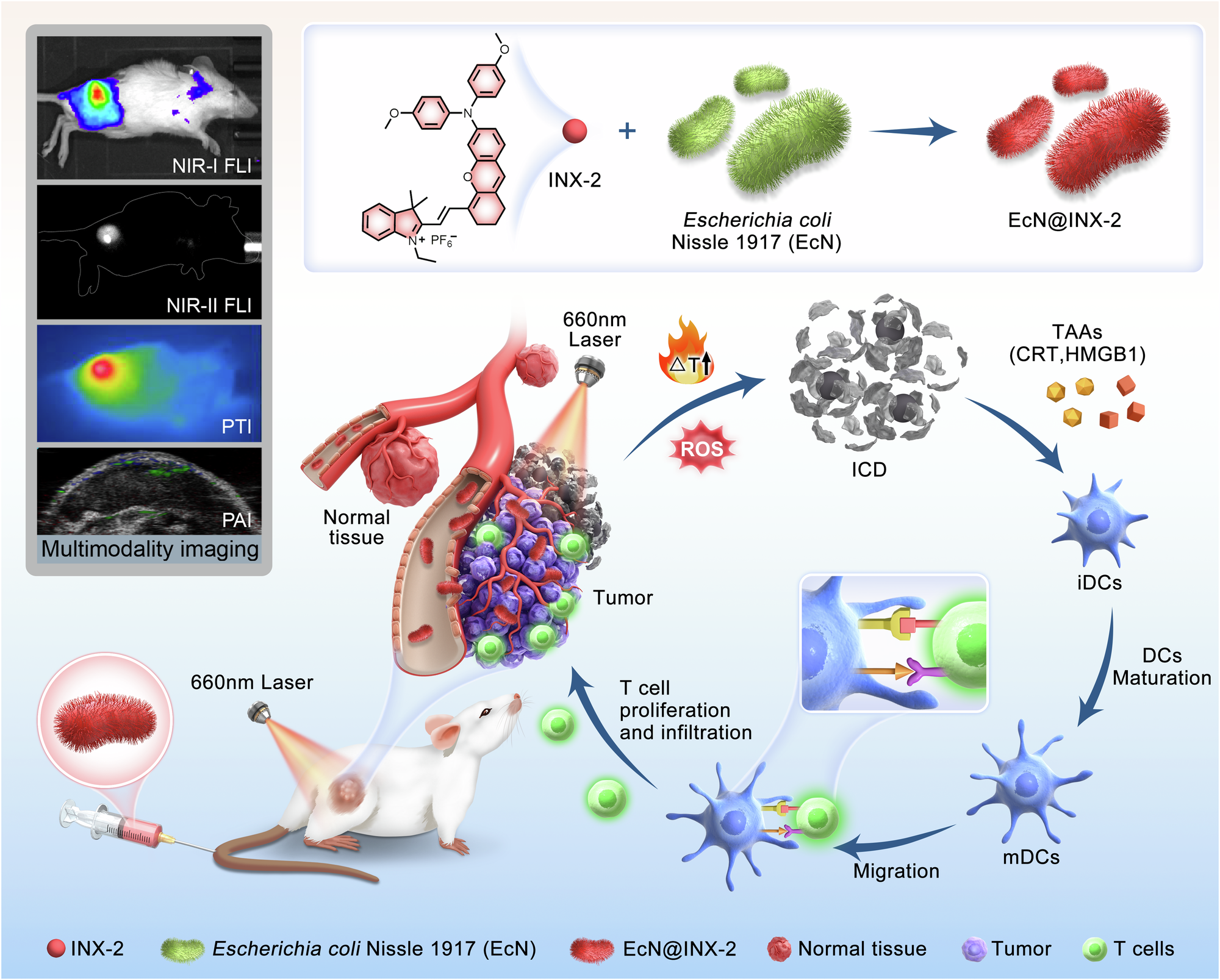 Fig. 1: Schematic illustrative depiction of the AIEgen bacteria hybrid bionic robot EcN@INX-2 for guiding multimodal imaging and its application in elucidating cancer immunotherapy mechanisms.