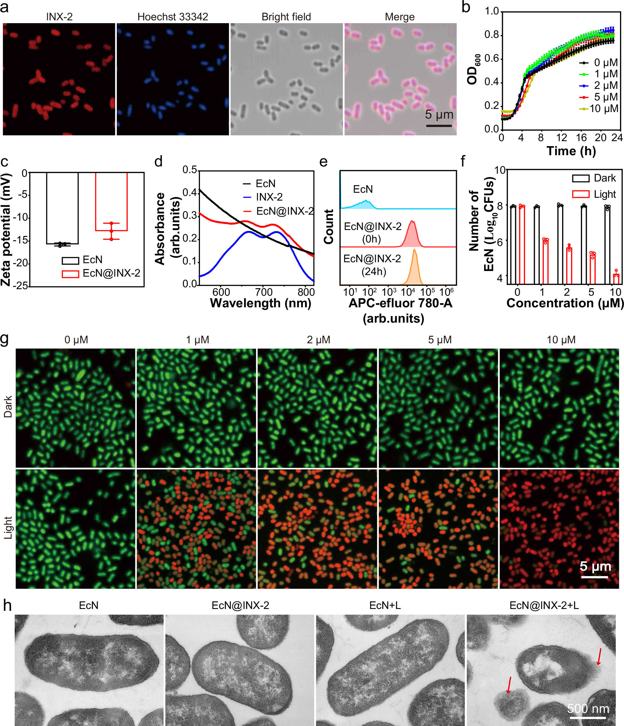 Fig. 4: Characterization of EcN after electrostatic adsorption of INX-2.