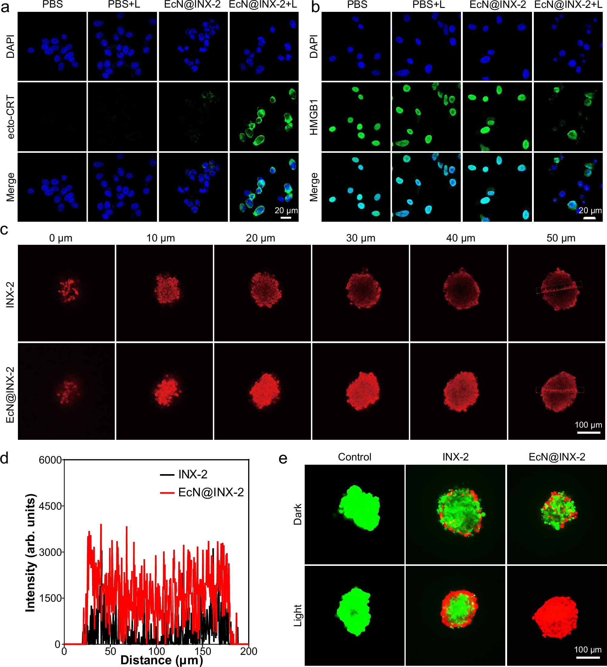 Fig. 5: Application of EcN@INX-2 at the CT26 cells and 3D tumor level.