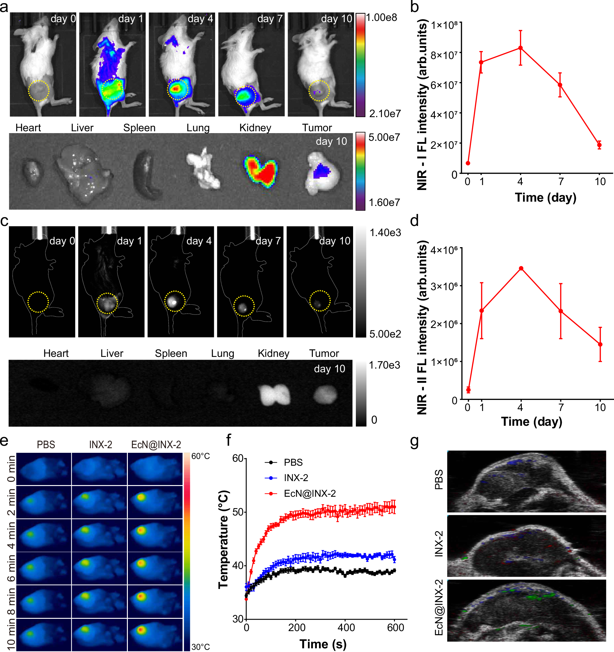Fig. 6: Multimodal imaging of EcN@INX-2 in CT26 tumor-bearing female mice.