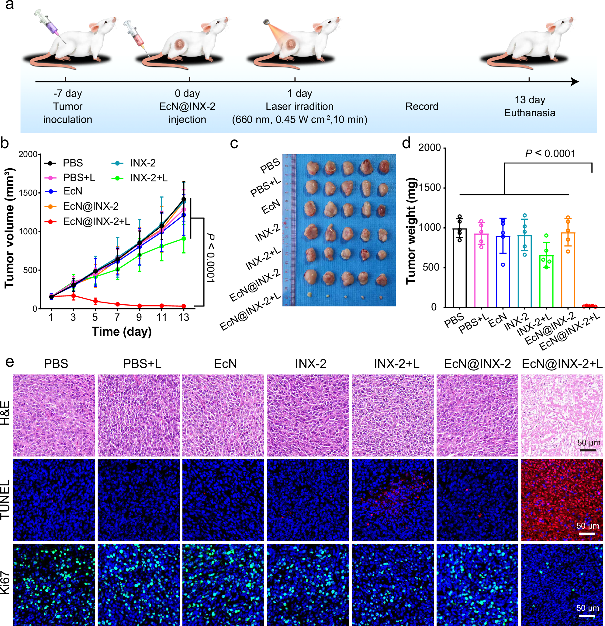 Fig. 7: In vivo therapeutic evaluation of phototherapy mediated by EcN@INX-2.