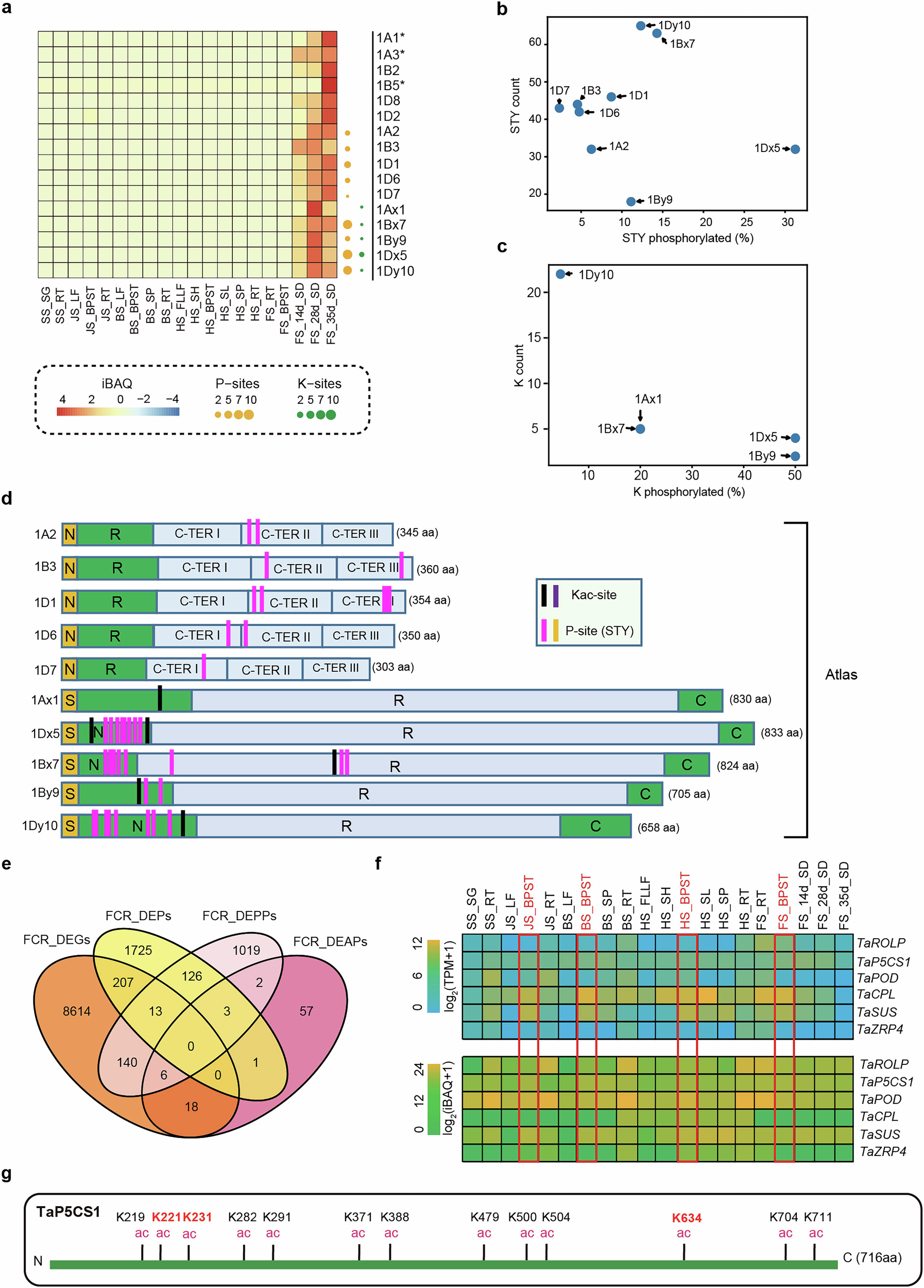 Fig. 4: Wheat glutenin subunits were modified by phosphorylation and acetylation and TaP5CS1 was identified to be associated with Fusarium crown rot via multi-omics.