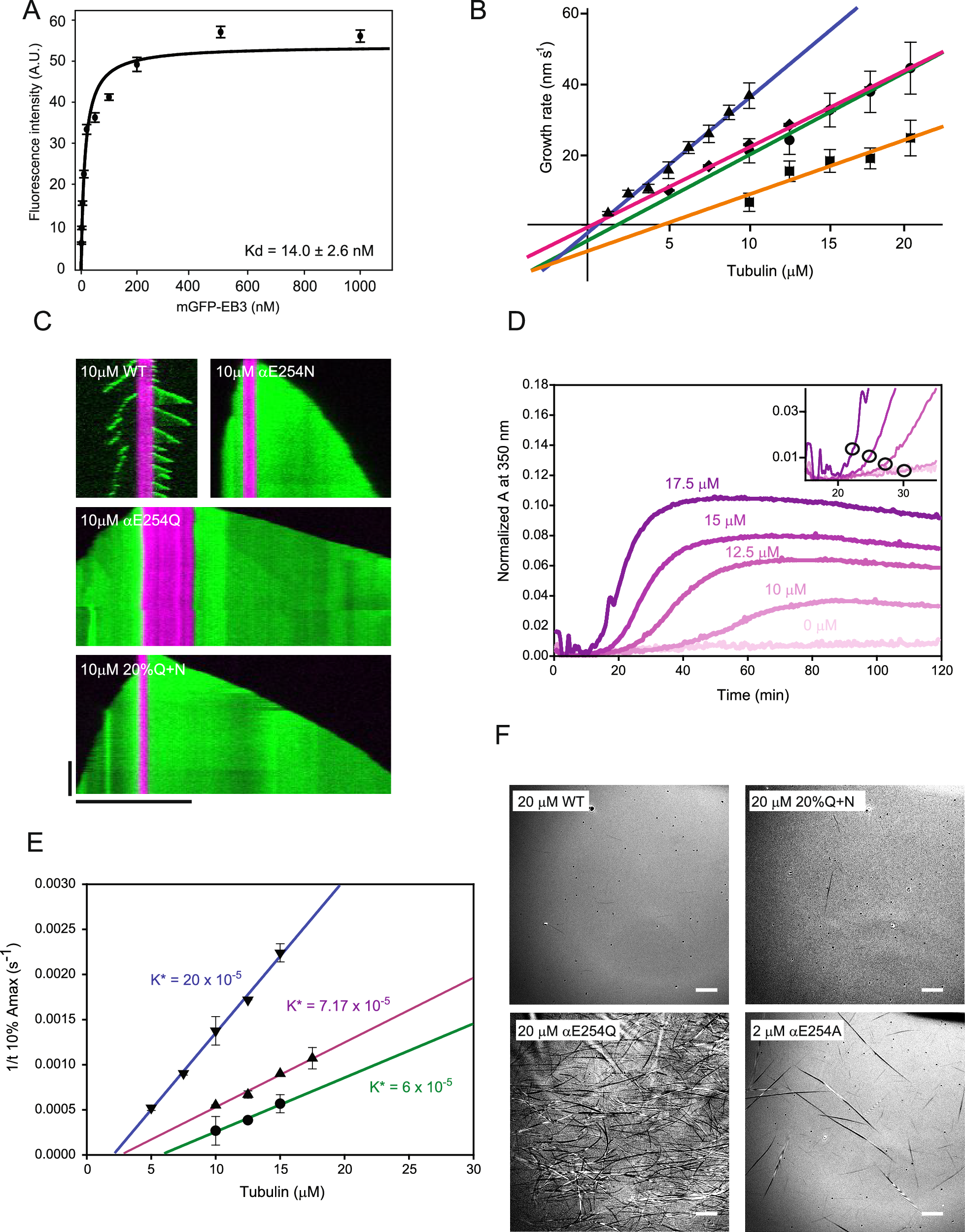 Fig. 4: Biochemical characterization of mosaic 20%Q + N-microtubules.