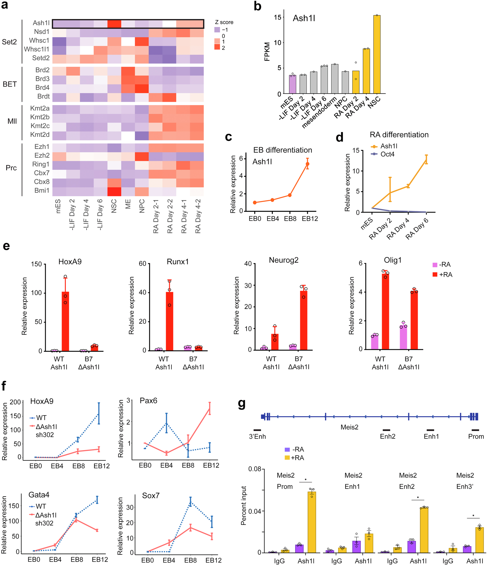 Fig. 1: Ash1L is essential for mouse ES cell differentiation.