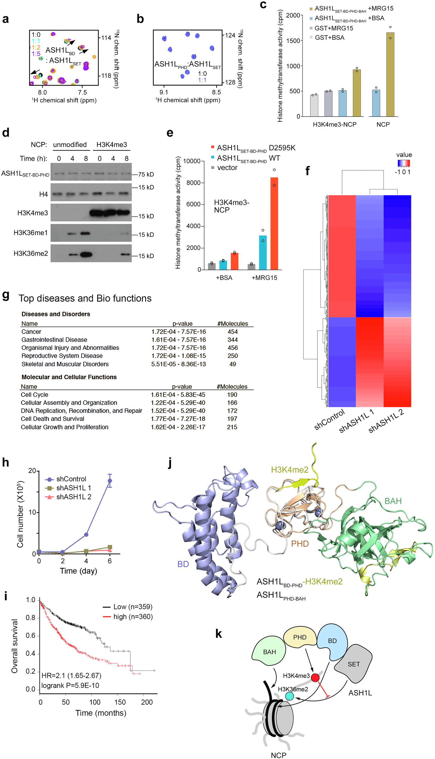 Fig. 6: Binding of ASH1LPHD to H3K4me3 inhibits enzymatic activity of ASH1L.