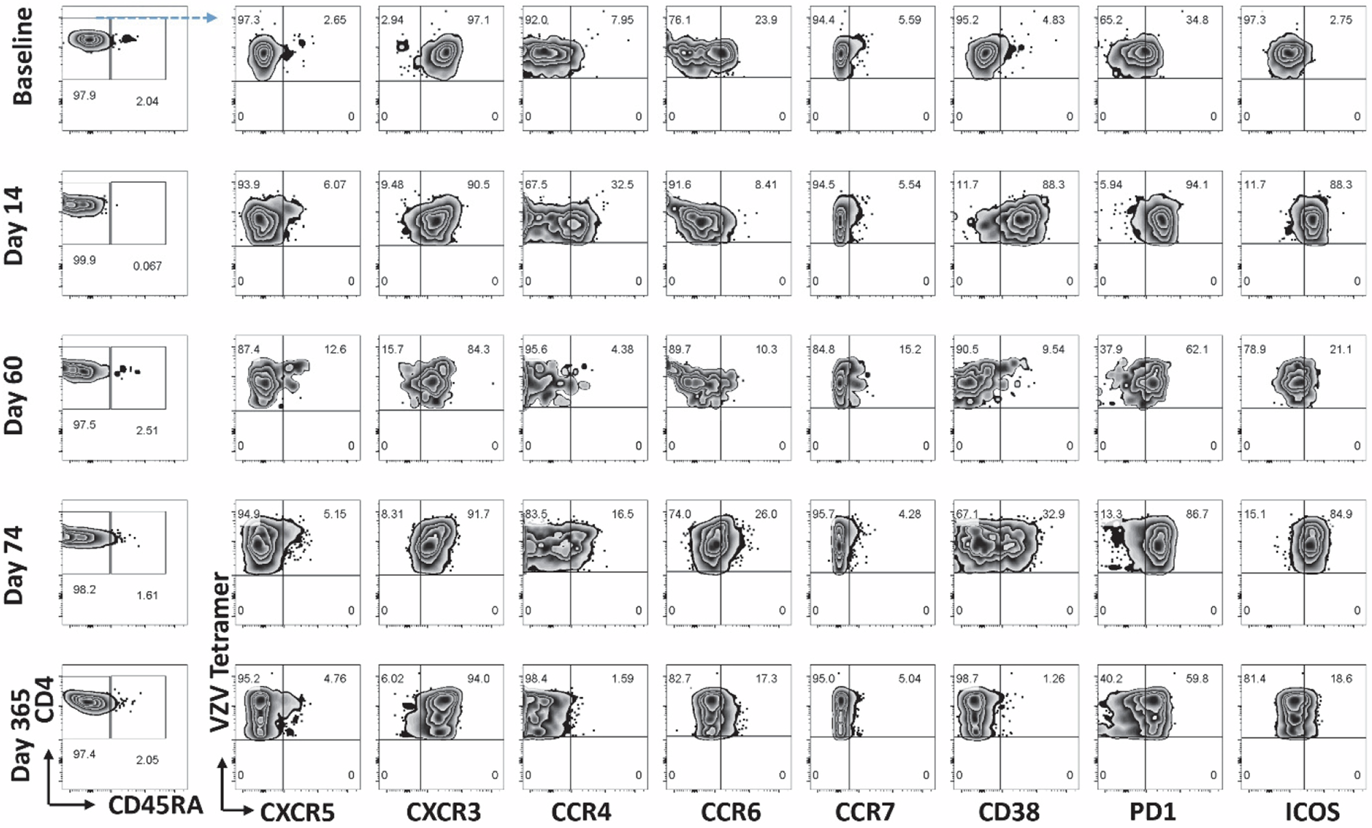 Fig. 1: Phenotypic change of VZV gE-specific CD4+ T cells during RZV vaccination.