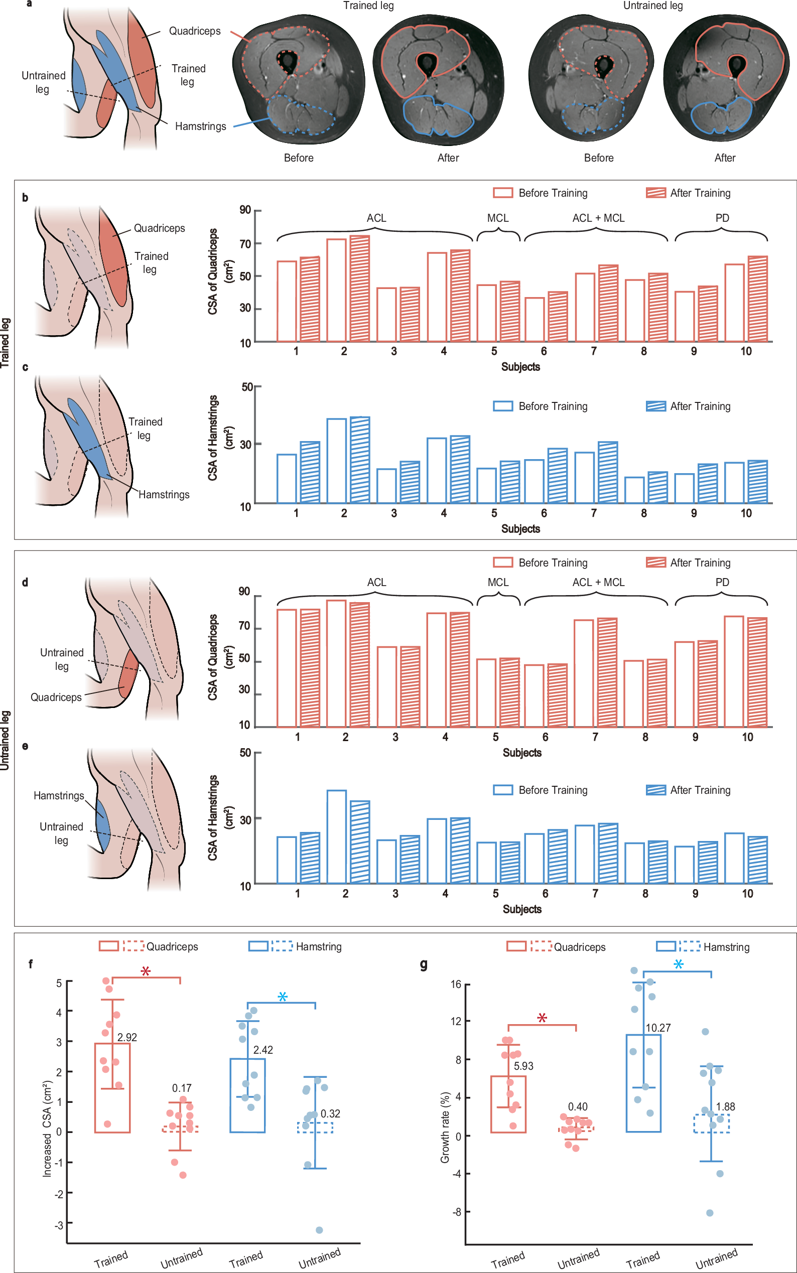 Fig. 5: Evaluation of muscle morphology after a 6-week rehabilitation program.