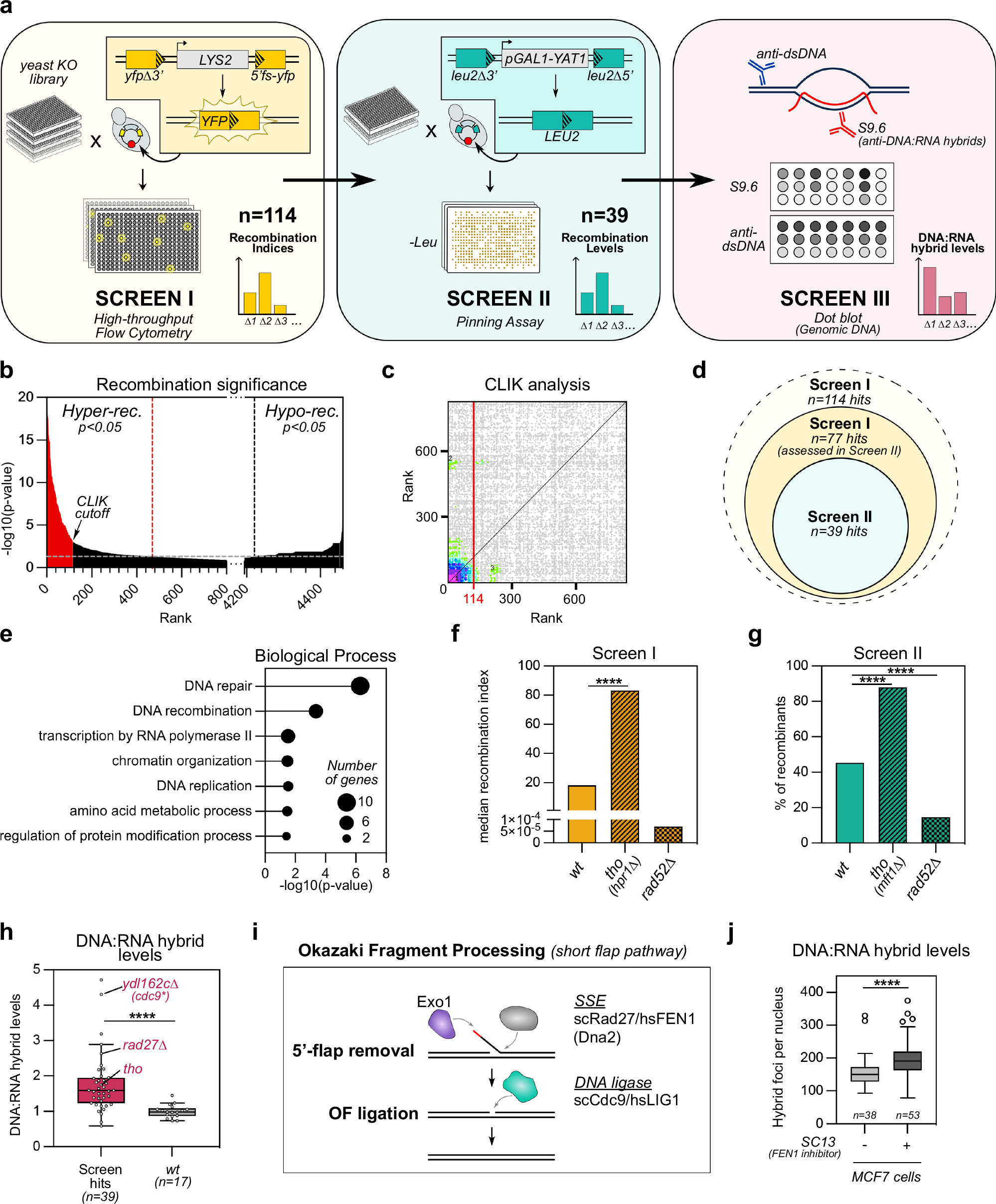 Fig. 1: Systematic screens reveal novel sources of DNA:RNA hybrids.