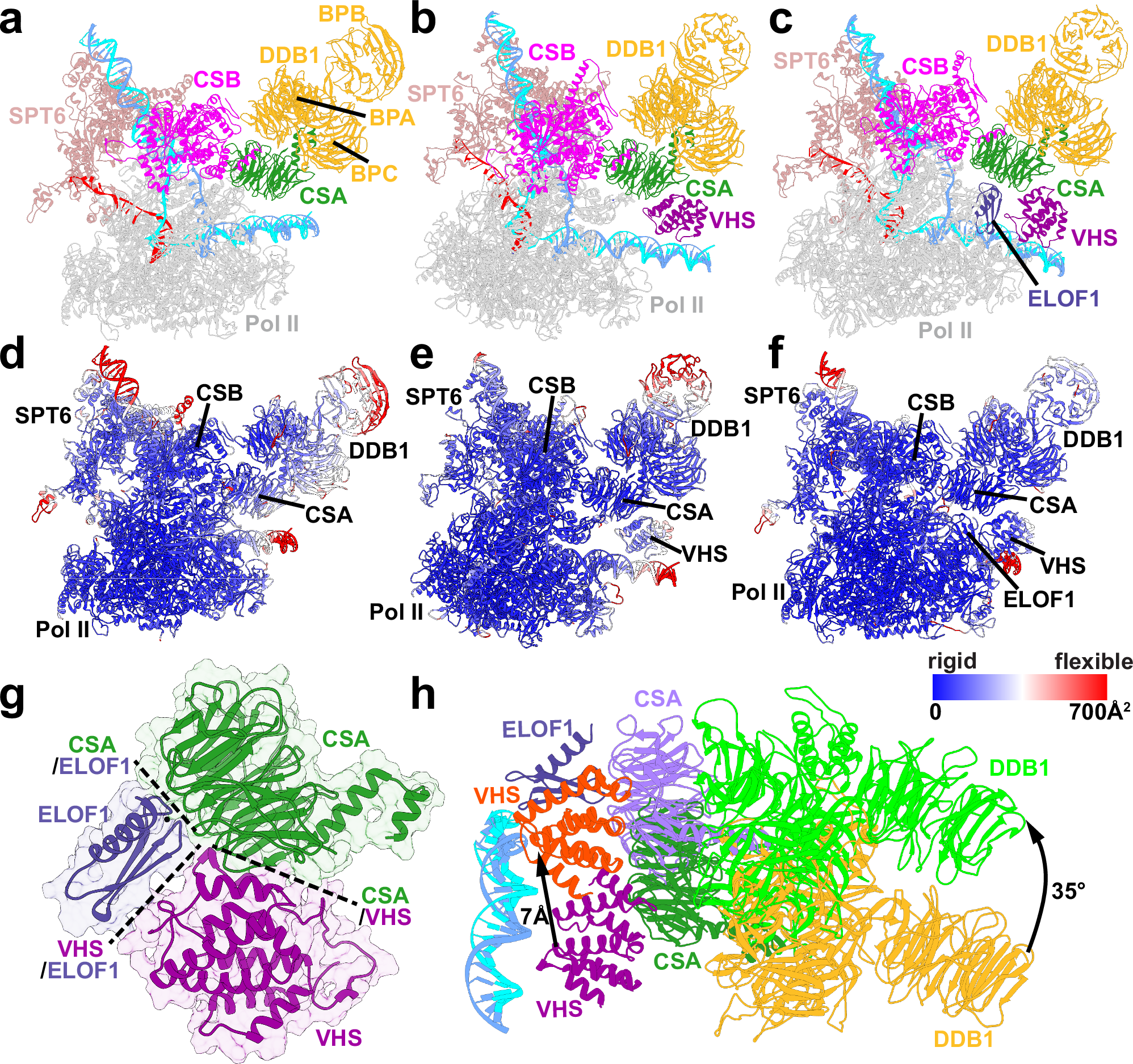 Fig. 4: ELOF1 suppresses CSA mobility and repositions UVSSA’s VHS domain to facilitate precise CRL4CSA assembly.