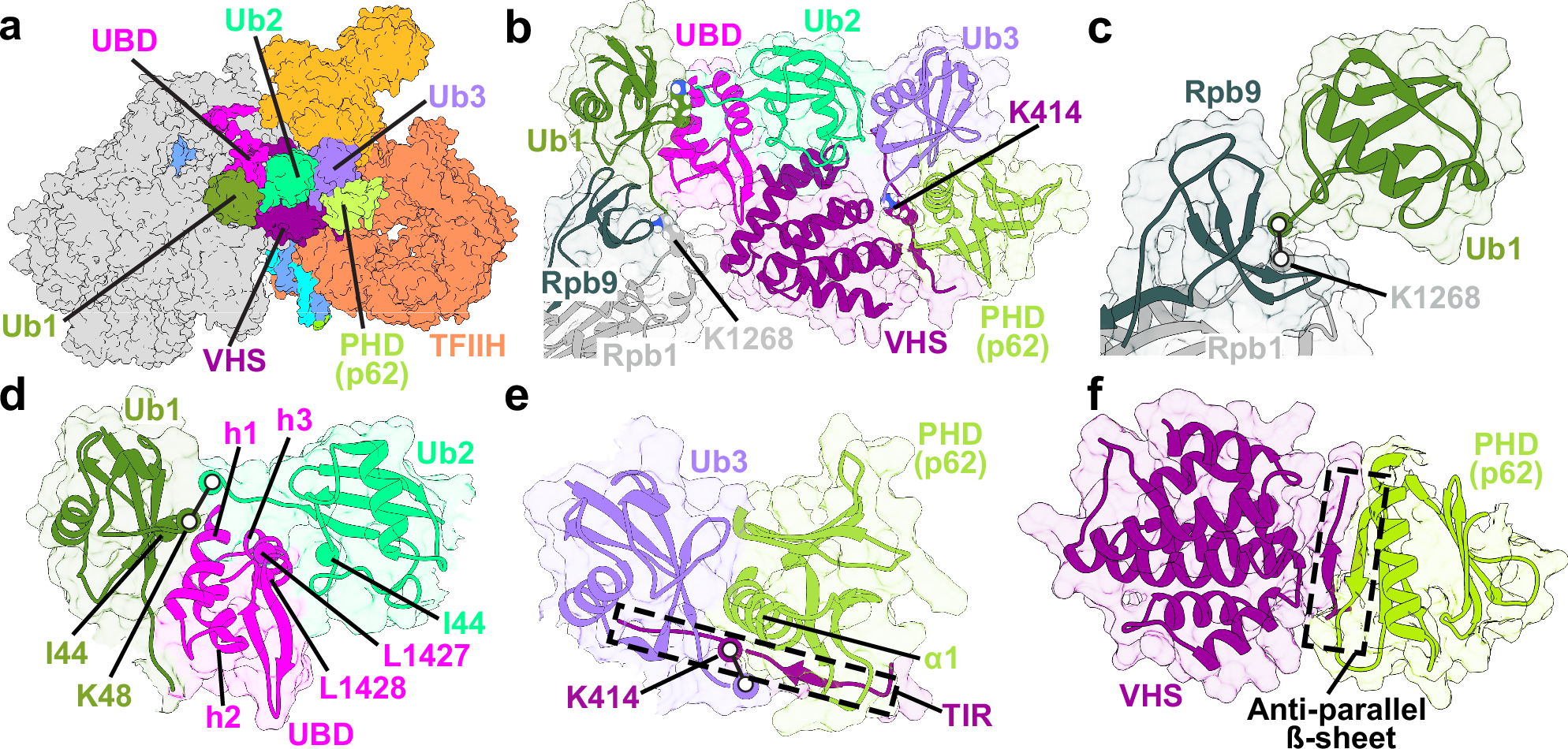 Fig. 6: K1268-polyubiquitination of Rpb1 and the UBD of CSB strengthen the contacts of VHS with the p62 PH domain and K414-ubiquitinated UVSSA to enable TFIIH recruitment.