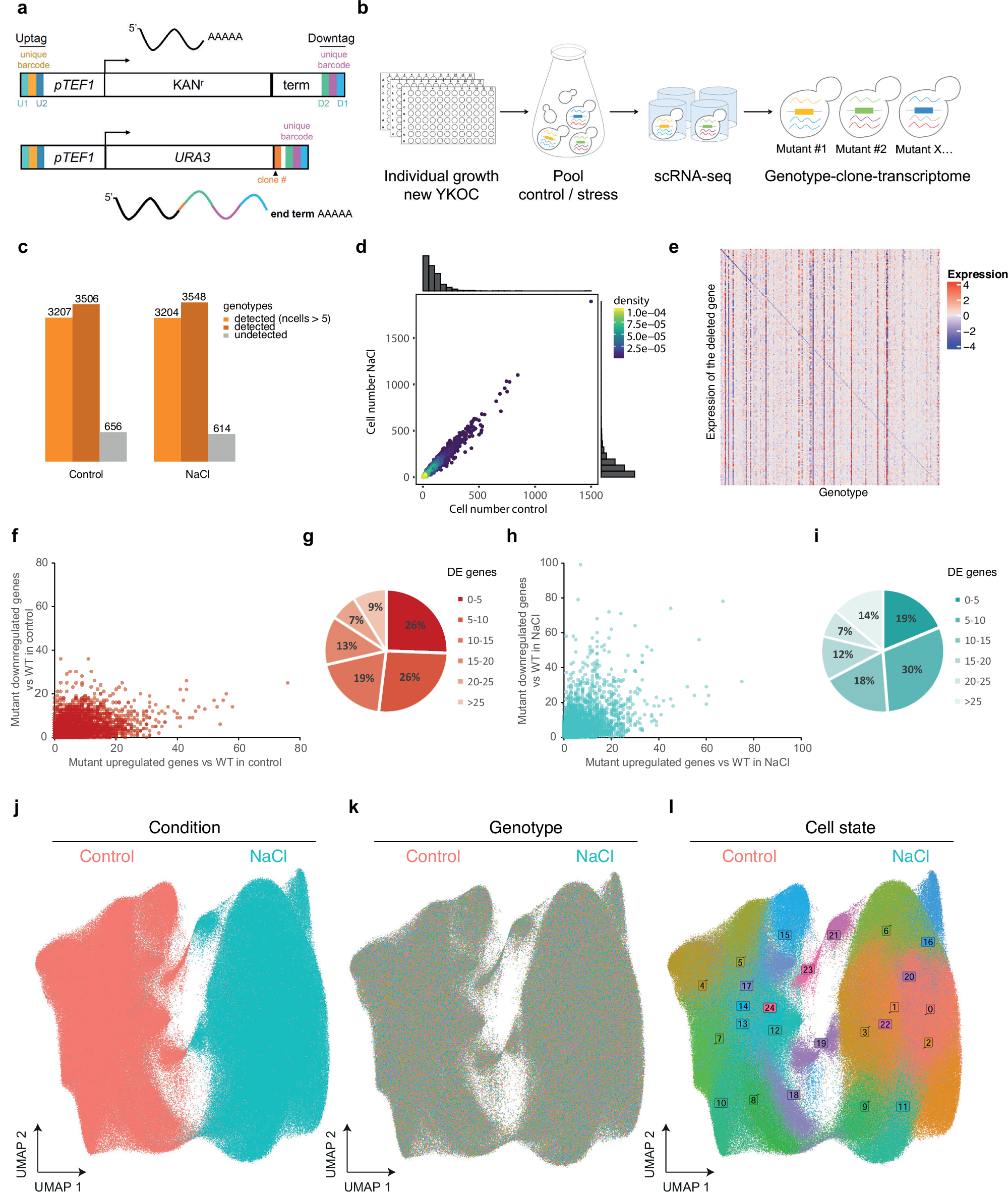 A single-cell resolved genotype-phenotype map using genome-wide genetic and  environmental perturbations | Nature Communications