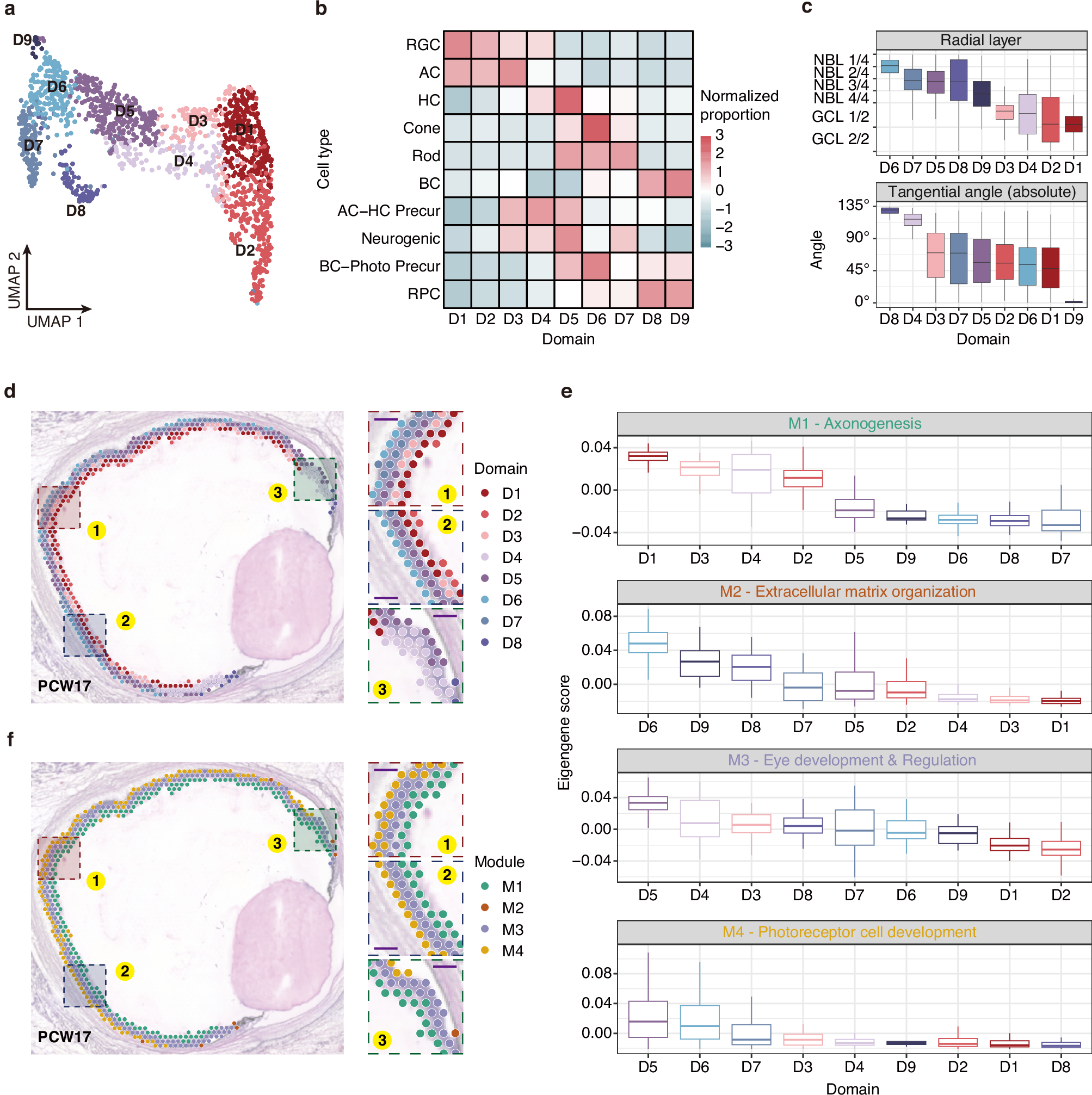 Fig. 3: Consensus spatial domain detection of ST spots reveals spatiotemporal changes during retinal development.
