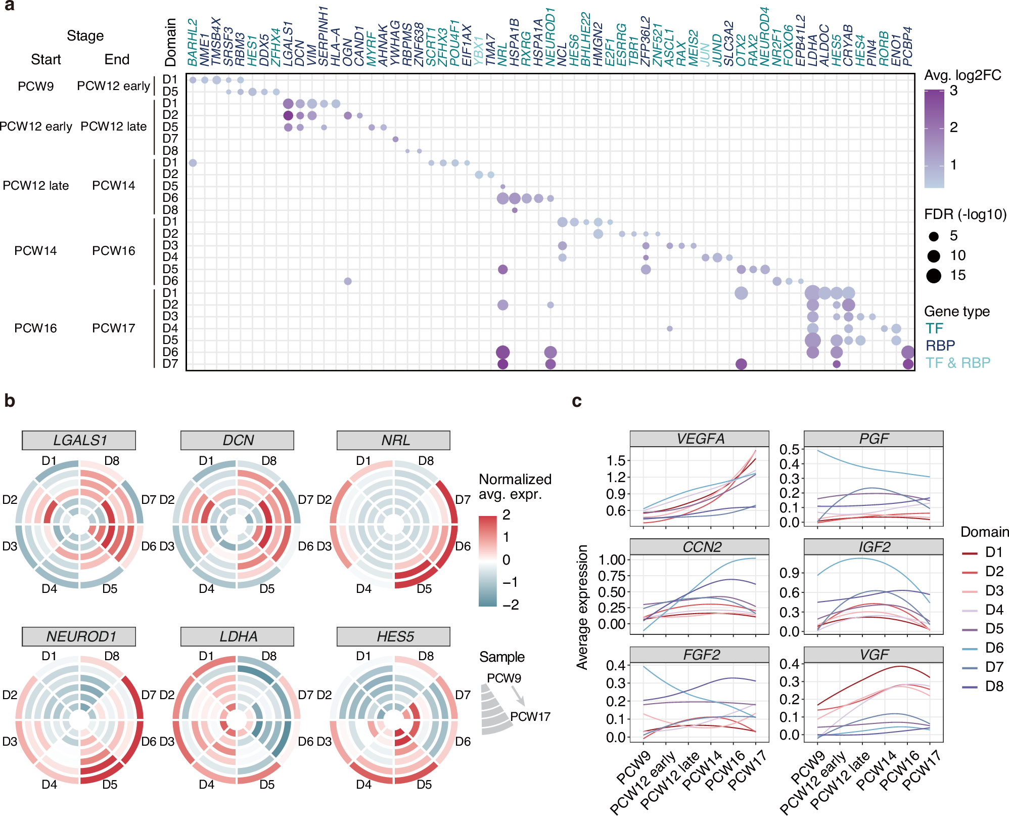 Fig. 4: Putative critical regulatory genes for each spatial domain during retinal development.