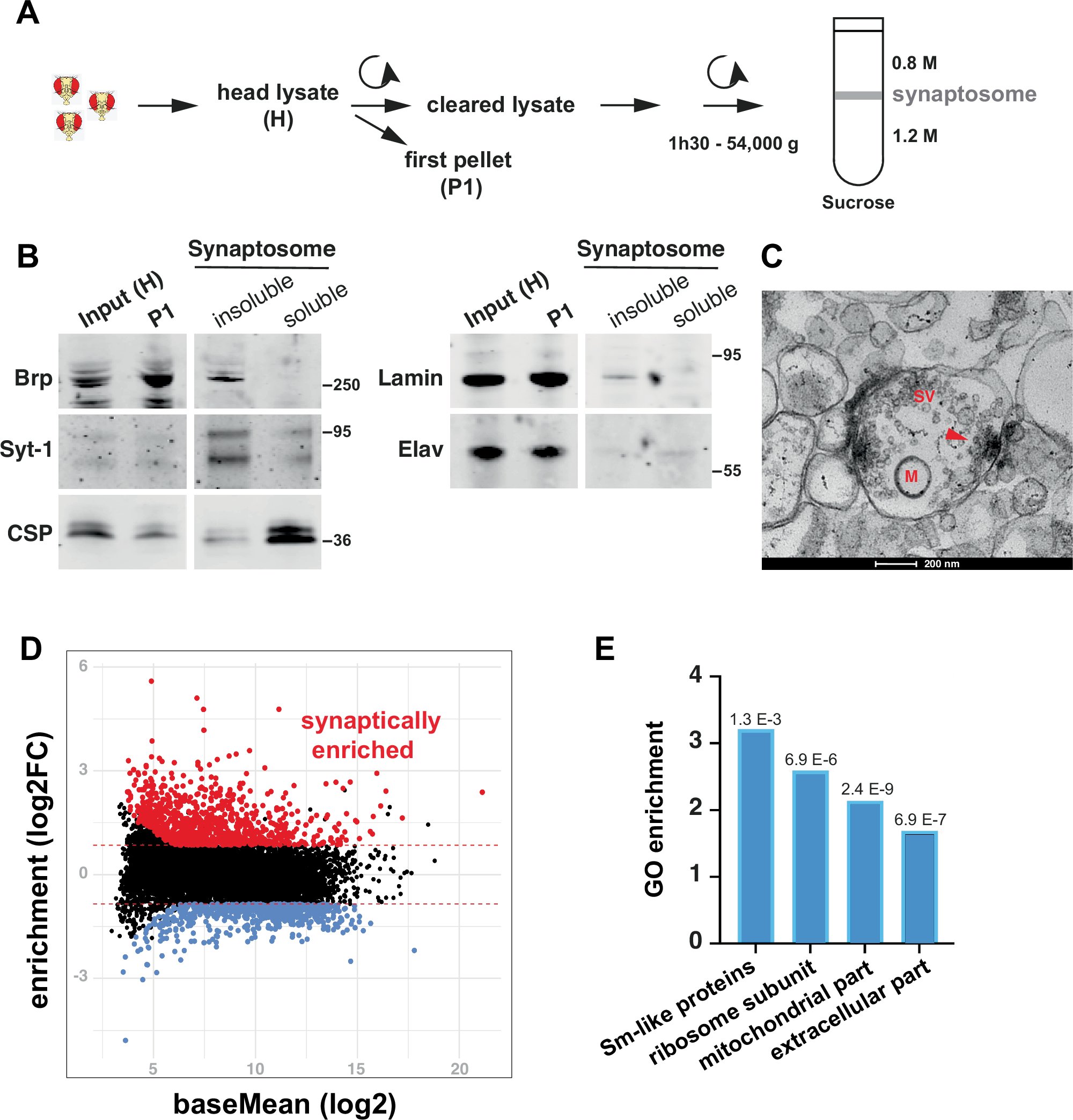 Axonal RNA localization is essential for long-term memory | Nature  Communications