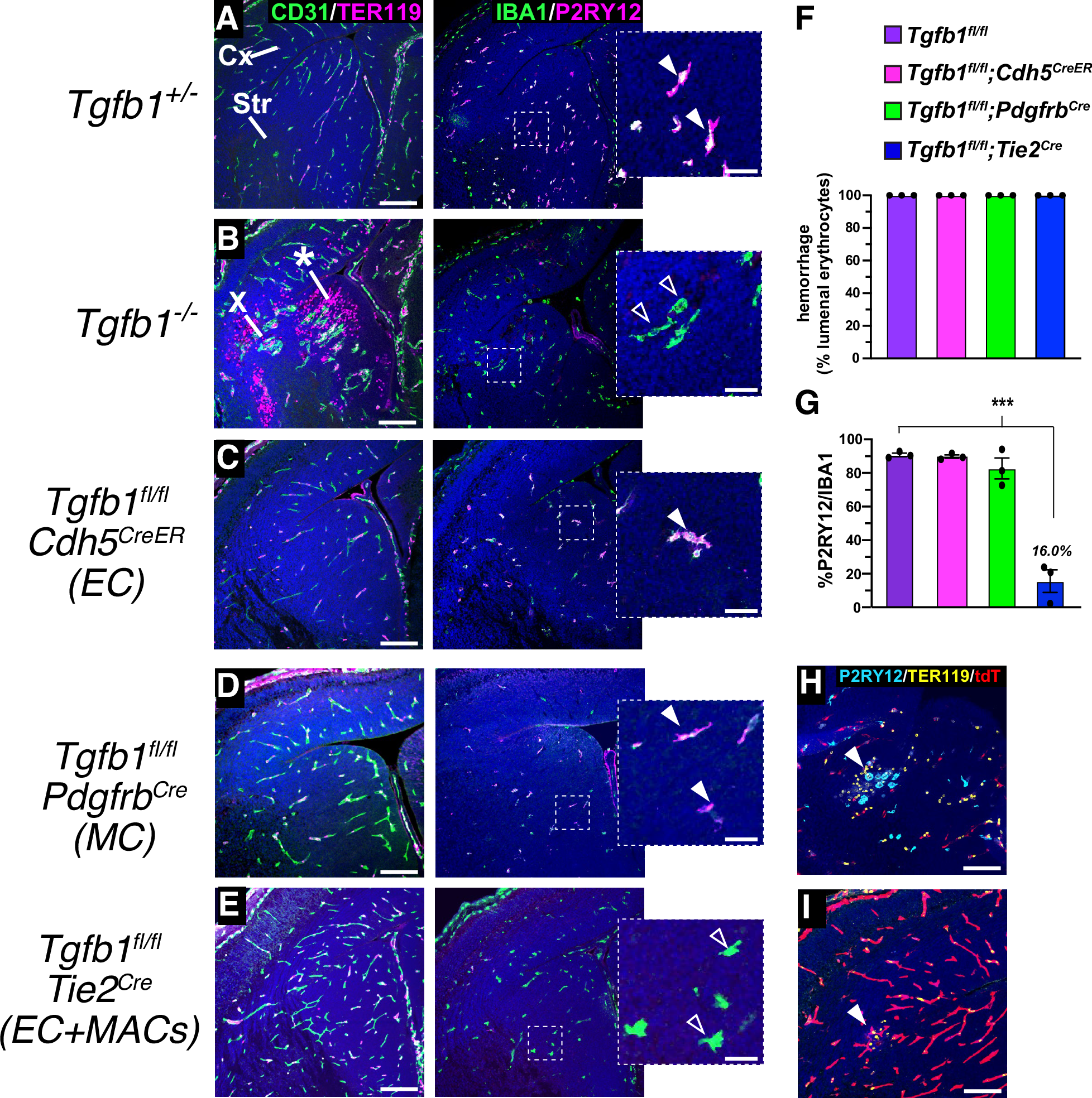 Fig. 5: Vascular Tgfb1 is not required for microglial development.