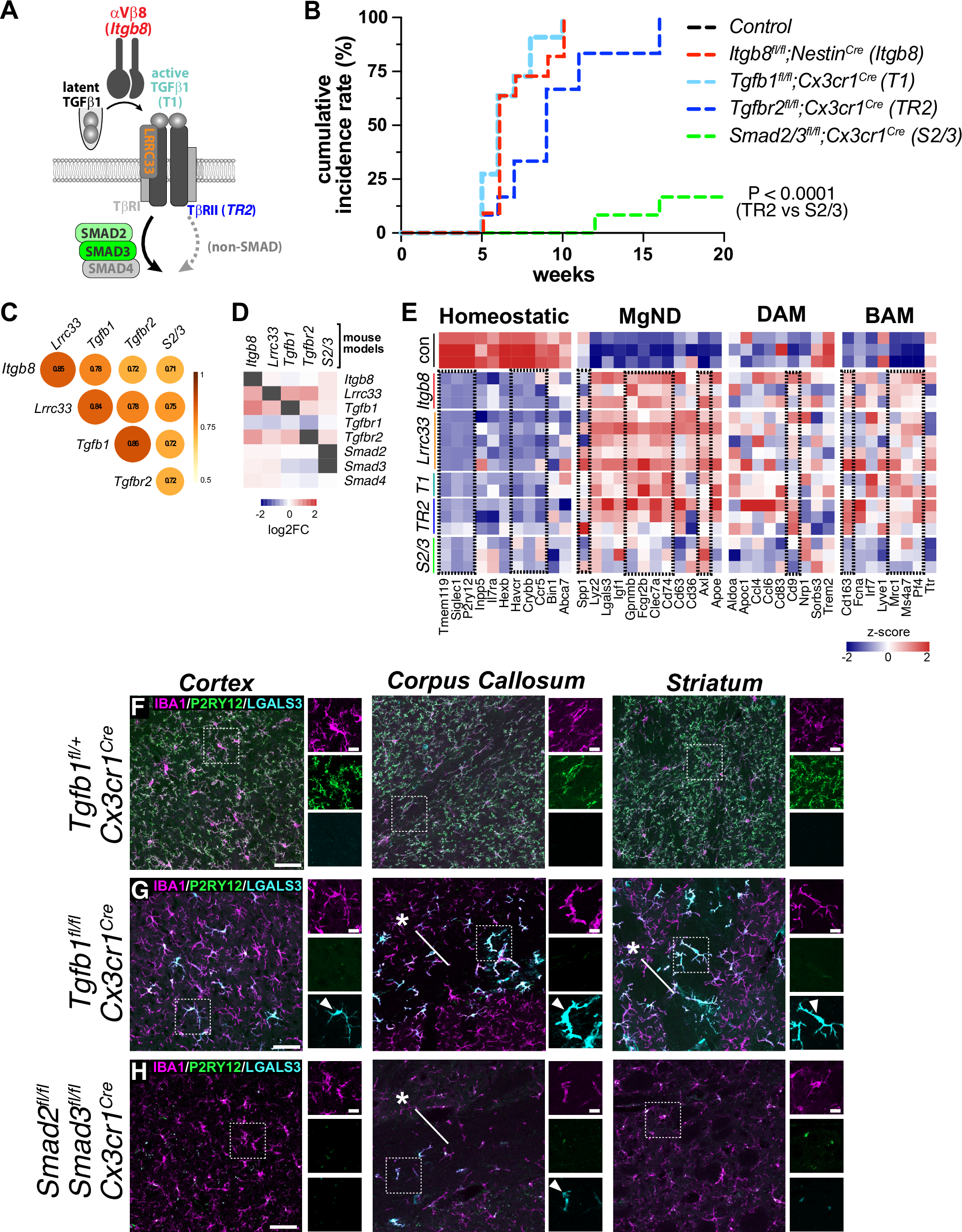 Fig. 7: Disruption of non-canonical TGFβ signaling in microglia drives disease-associated gene expression.