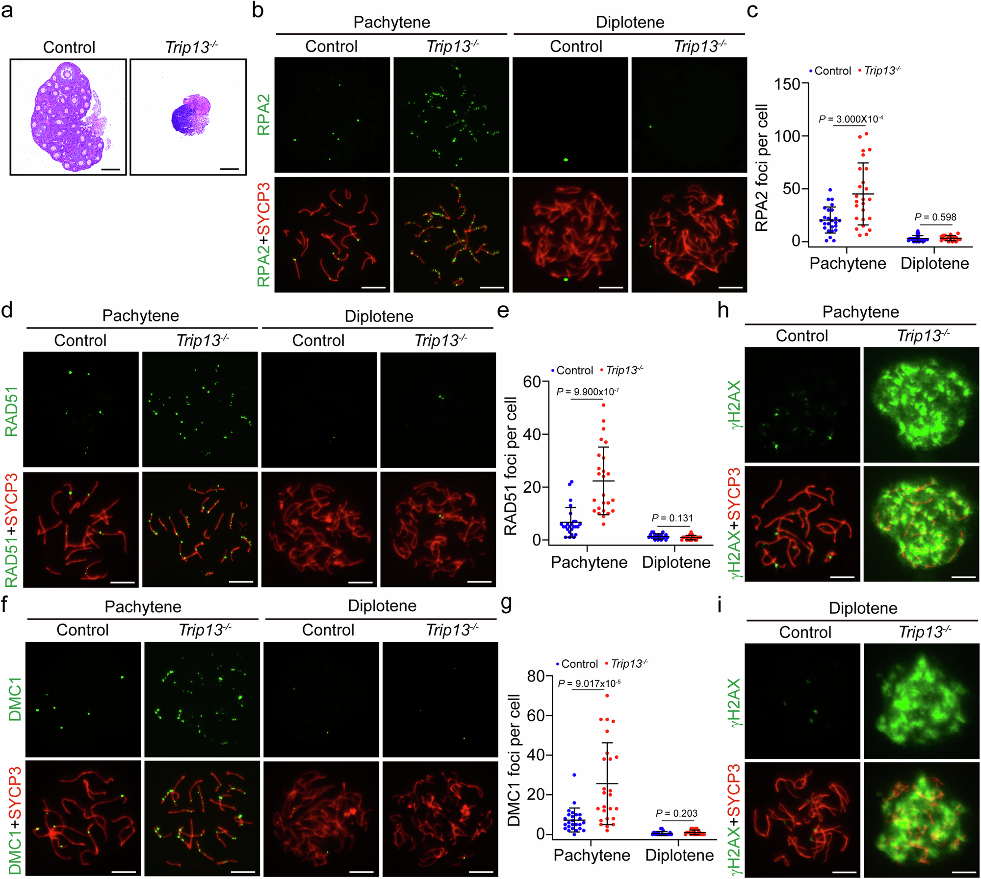 Fig. 1: Trip13−/− oocytes are not eliminated by the DNA damage checkpoint.