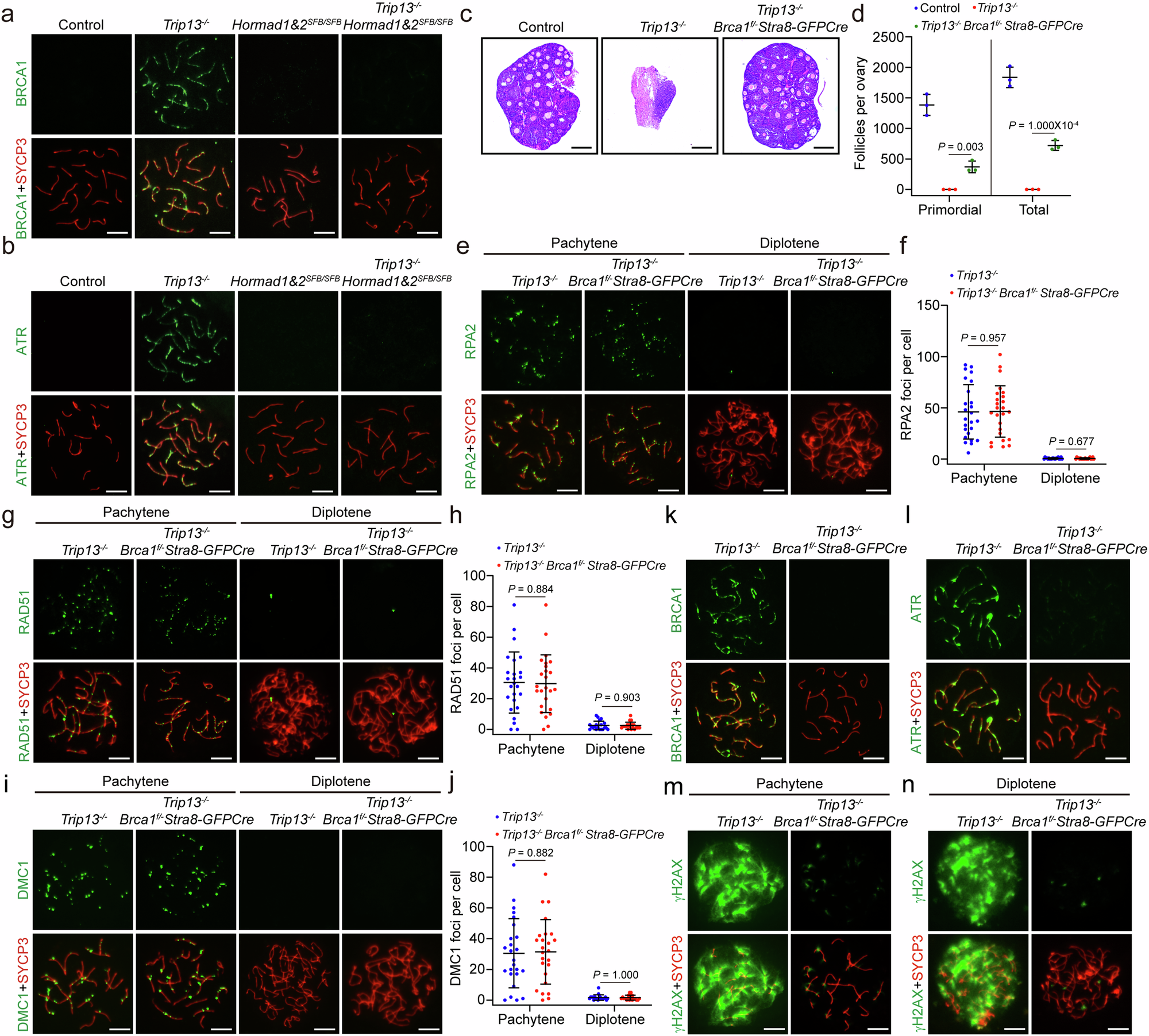 Fig. 4: Trip13−/− oocytes are eliminated by BRCA1-dependent chromosome asynapsis checkpoint.