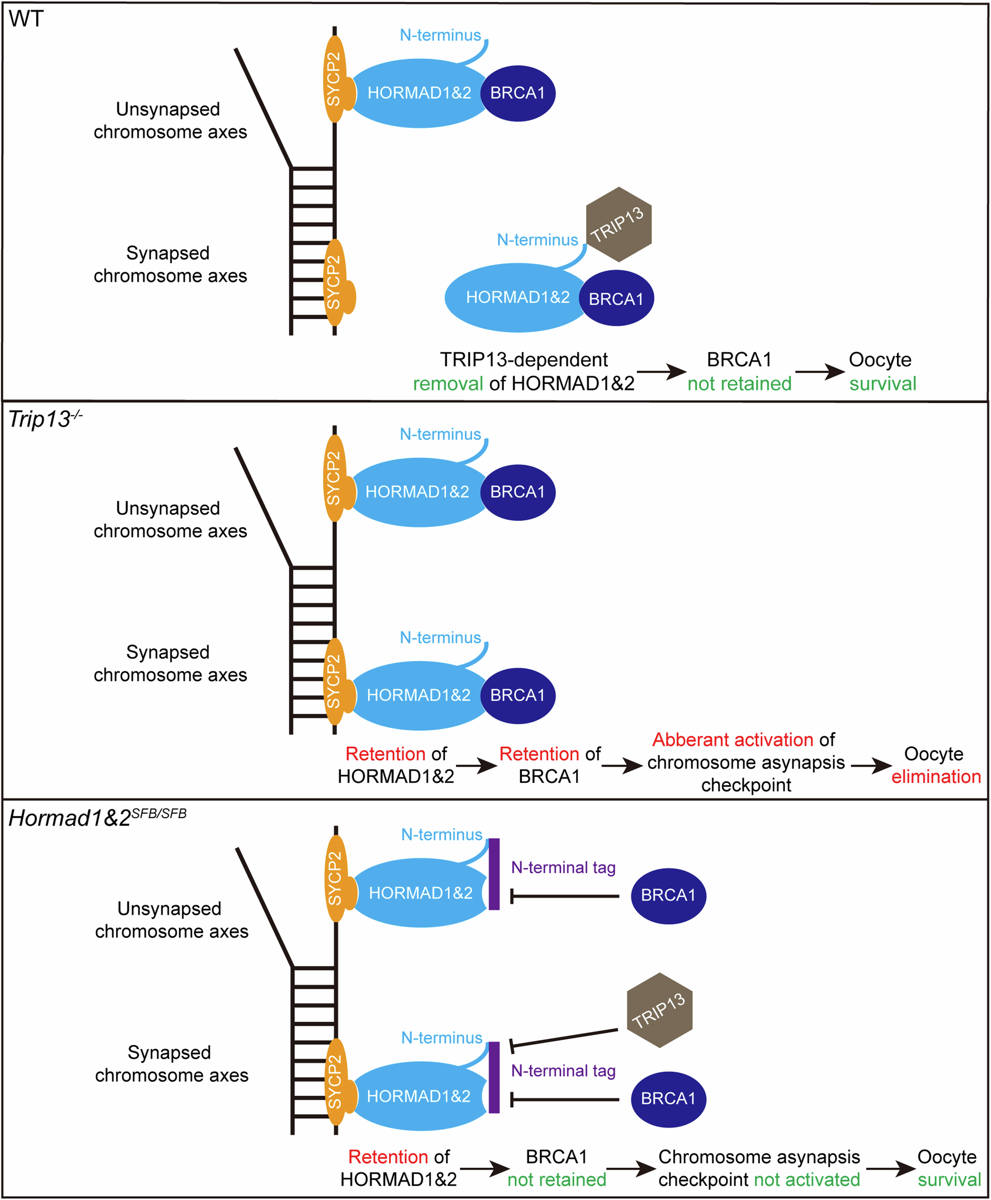 Fig. 8: Working model: Retention of HORMAD1 and HORMAD2 on synapsed chromosome axes activates chromosome asynapsis checkpoint and triggers oocyte elimination.