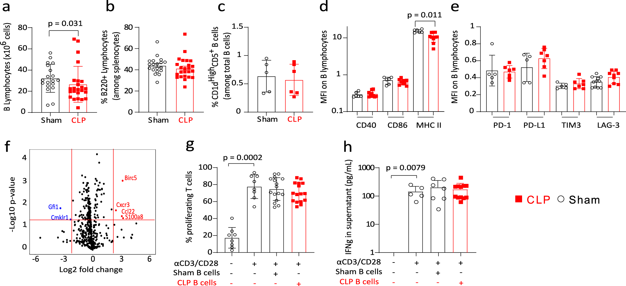 Fig. 2: Regulatory B lymphocytes are not induced in mice after CLP.