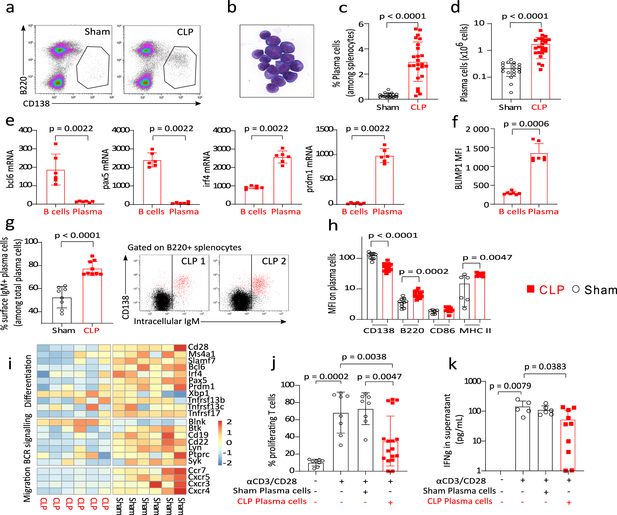Fig. 3: Regulatory CD138+ IgM+ plasma cells are induced in spleen after CLP.