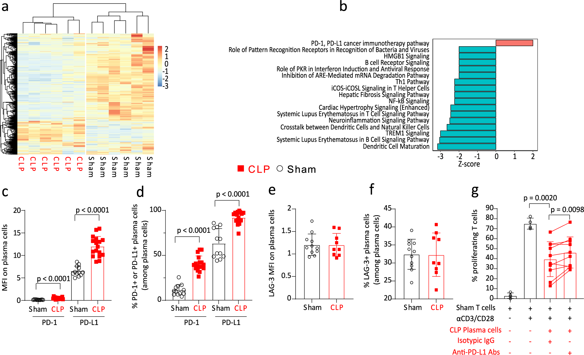 Fig. 6: CLP-induced PD-L1 expression contributes to plasma cells regulatory function.
