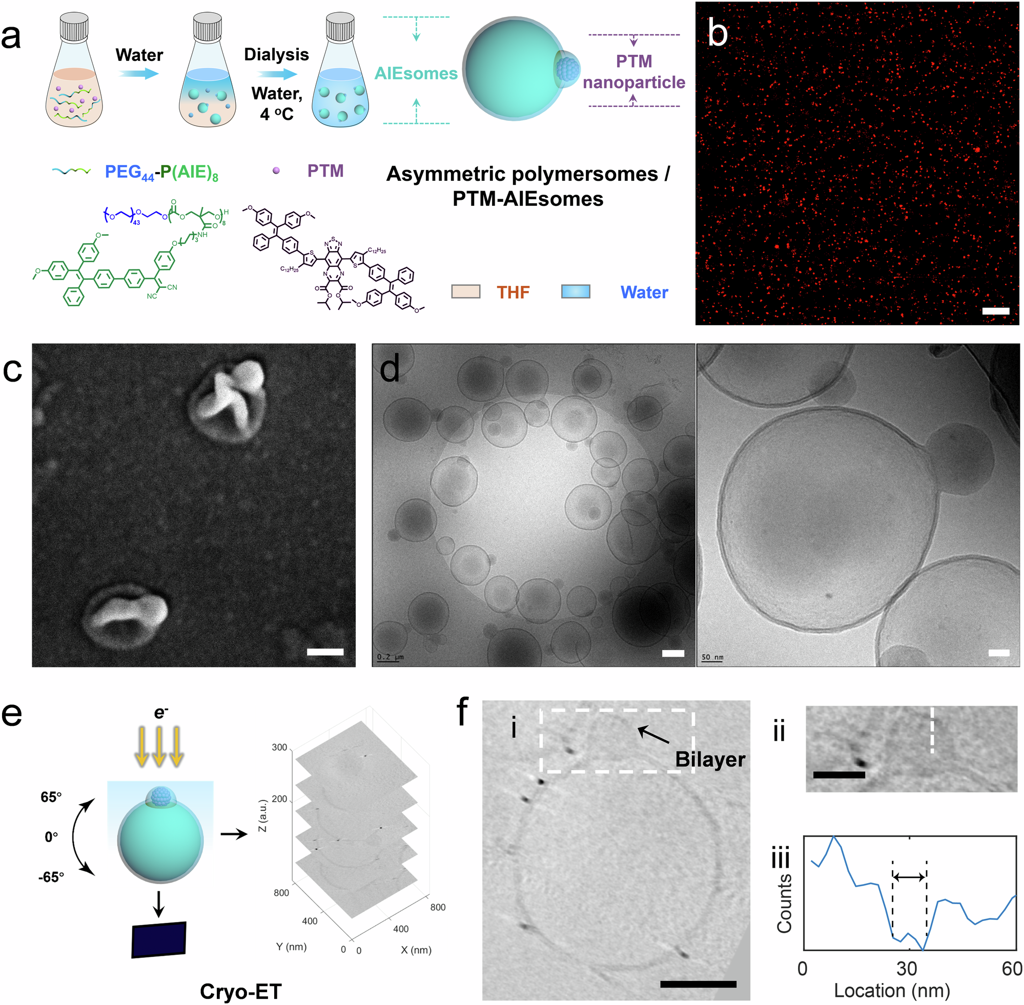 Fig. 2: Morphological characterization of polymersomes with asymmetric structure (PTM-AIEsomes).