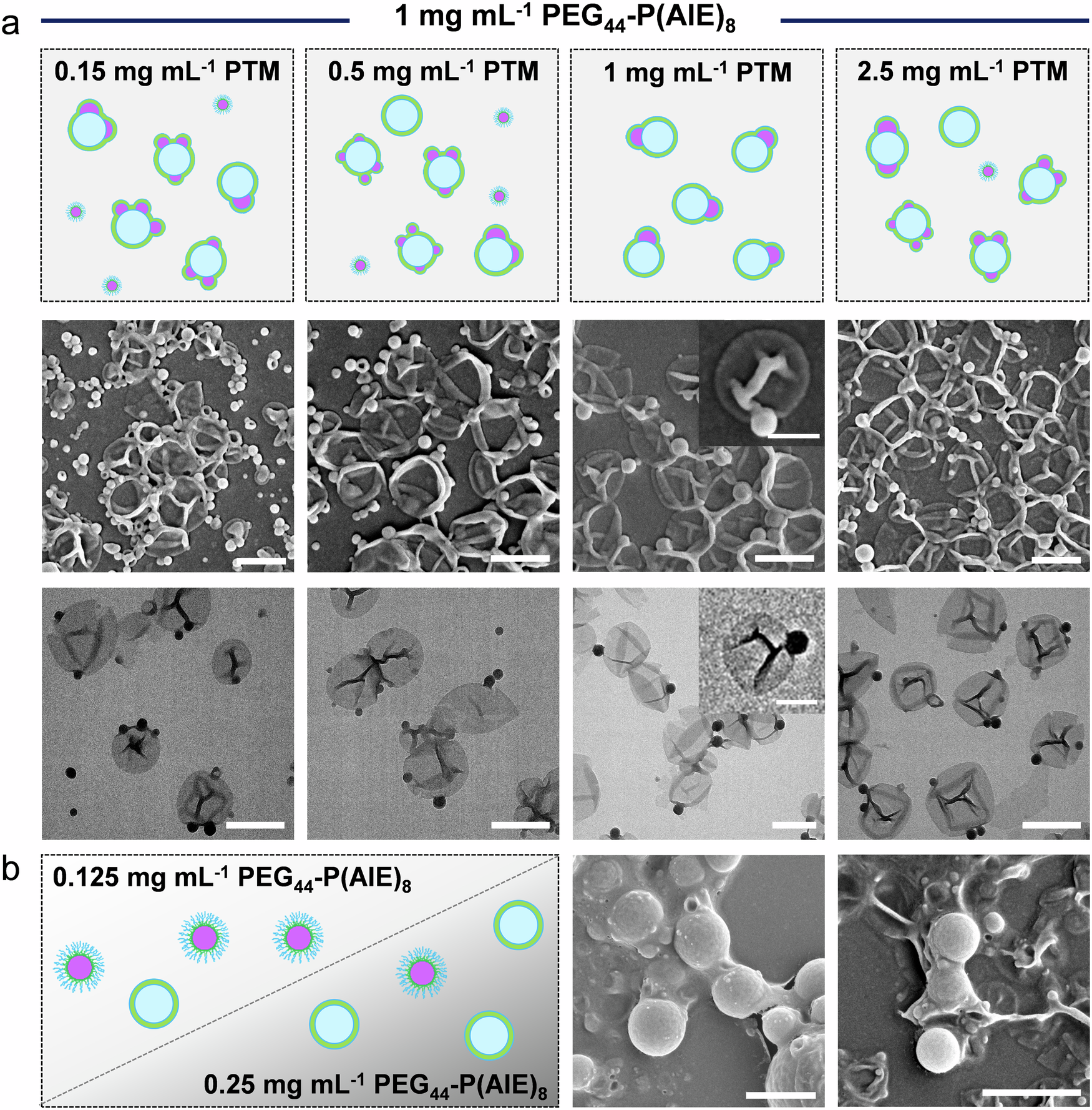 Fig. 3: Engineering morphological asymmetry in polymersomes by modulating the concentration of PTM and PEG44-P(AIE)8.