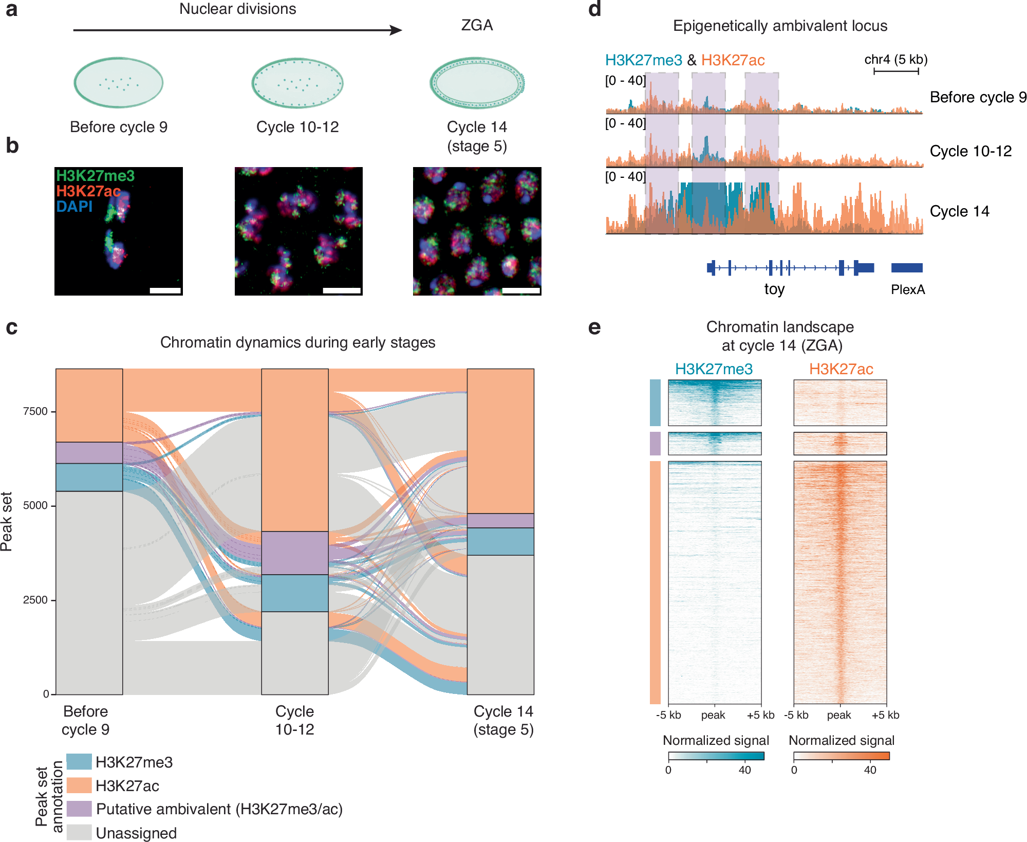 クロマチン酵素が発生において重要な役割を果たすことを解明(Chromatin enzymes play crucial roles in development)