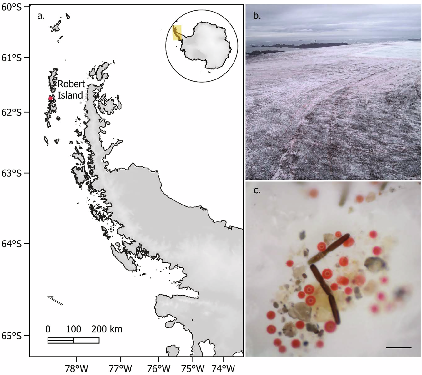 Fig. 1: The Robert Island ice cap.