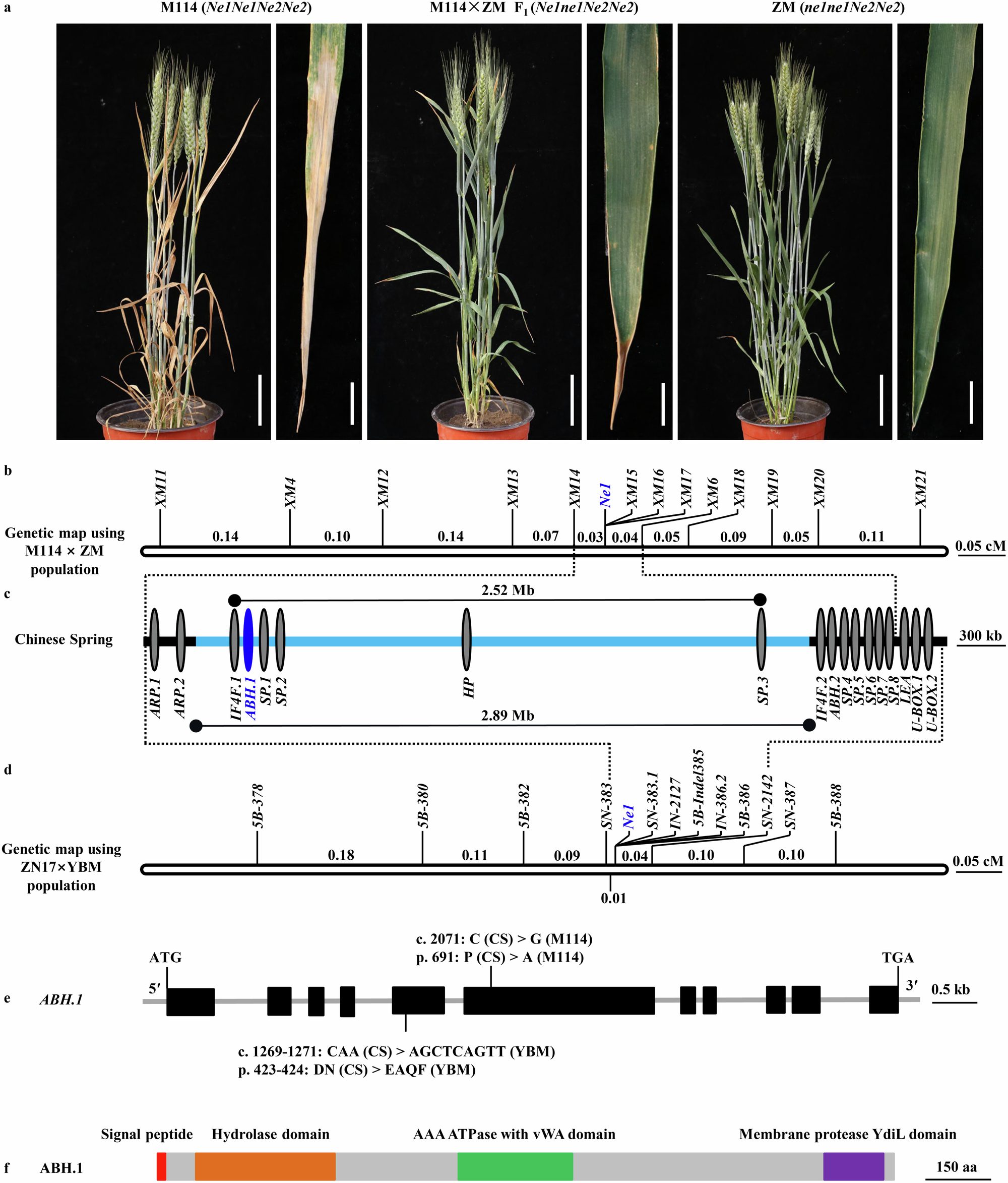 小麦の雑種壊死の百年の謎を解明(Chinese Scientists Unravel Century-old Mystery of Wheat Hybrid Necrosis)