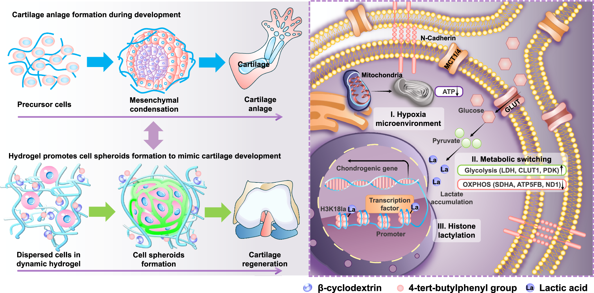 Fig. 1: Cell-adaptable dynamic hydrogel network facilitates the developmentally required condensation and metabolic reprogramming of encapsulated cells to enhance the formation of cartilaginous organs and promote in situ tissue regeneration.