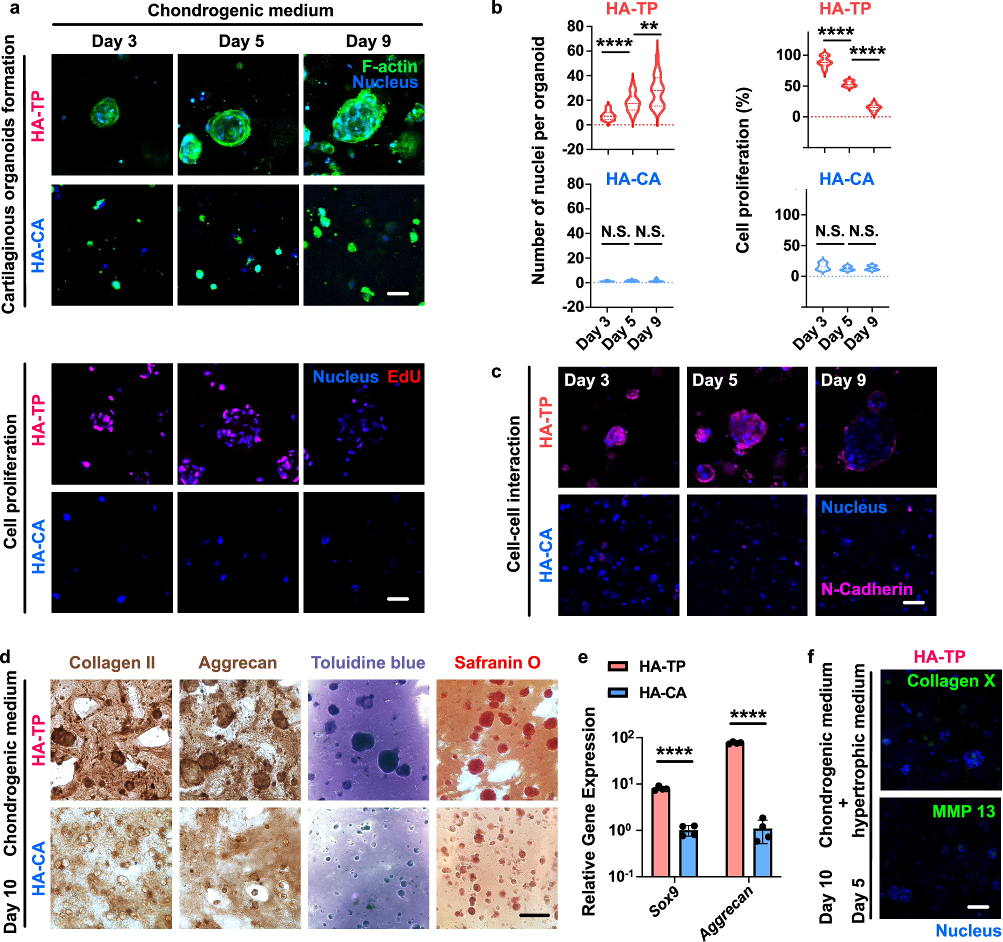 Fig. 3: The hydrogel with more dynamic crosslinks enhances the formation of cartilaginous organoids, N-cadherin-mediated cell-cell interactions and chondrogenesis and inhibits the hypertrophy of encapsulated organoids.