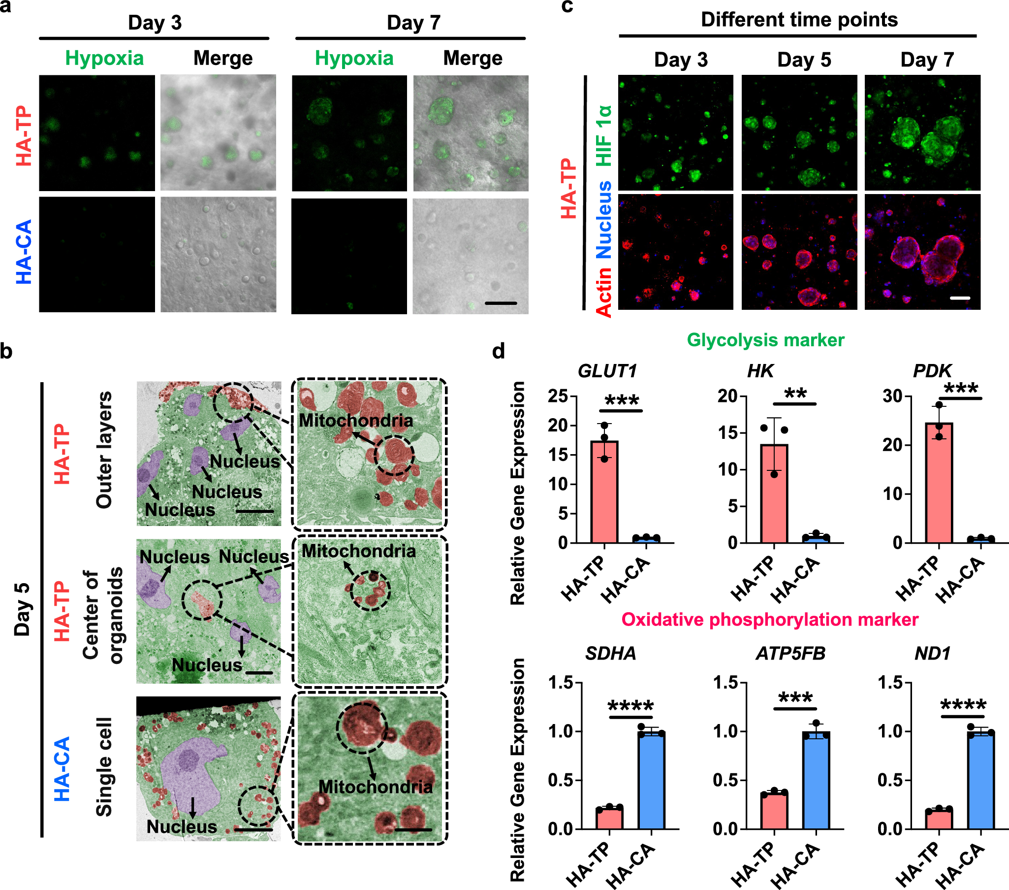 Fig. 4: The hydrogel with higher network dynamics promotes cell organoid-induced hypoxia and drives a metabolic switch that is favorable for chondrogenesis.