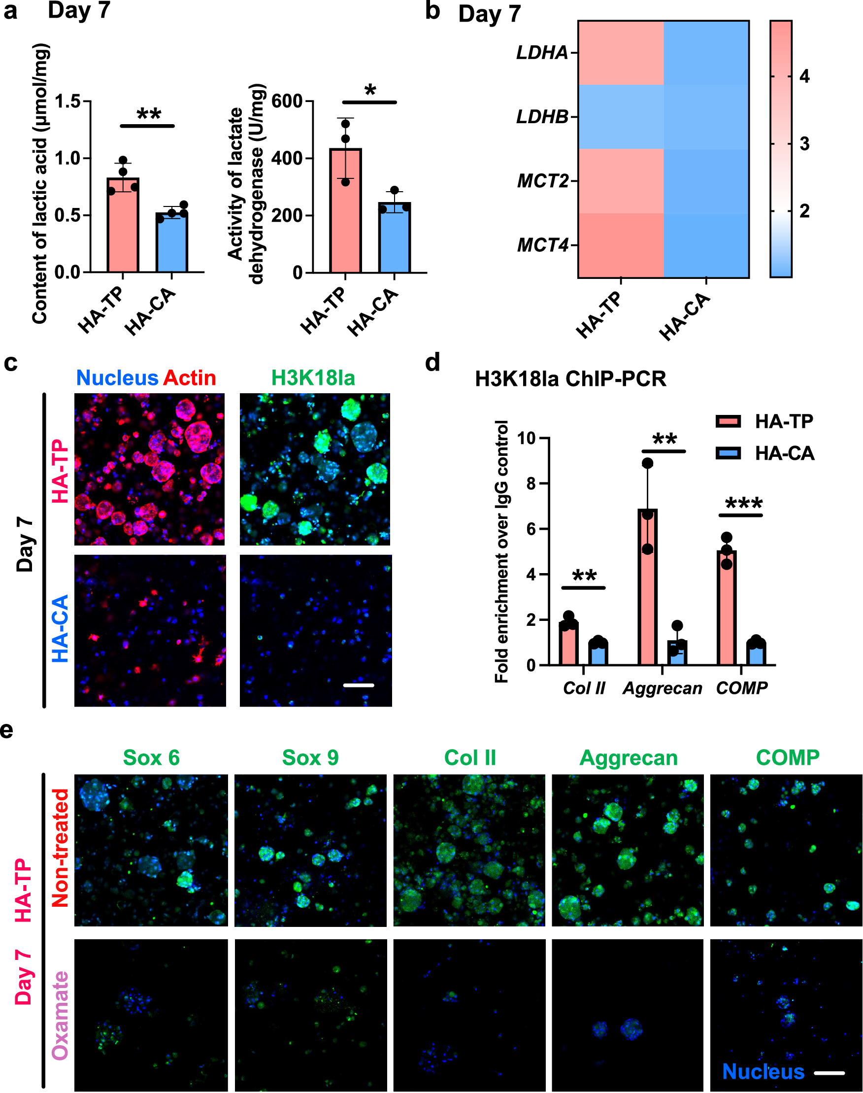 Fig. 5: Cartilaginous organoids formed in the ultra-dynamic hydrogel reveals the key role of hypoxia-induced histone lactylation in enhancing chondrogenesis.