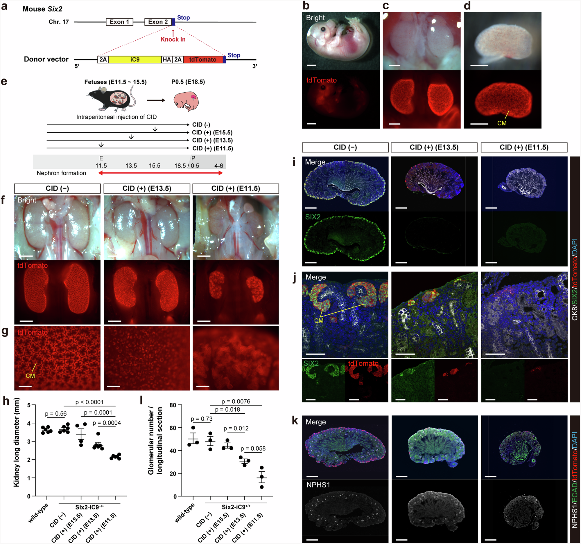 Fig. 1: Generation of Six2-iC9 mice and NPC ablation of Six2-iC9+/+ fetuses by intraperitoneal administration of CID to pregnant mothers.