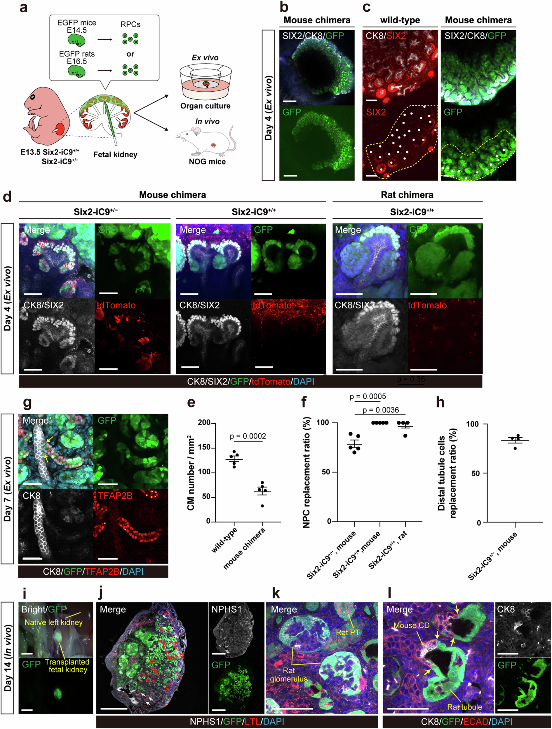 Fig. 6: Replacement and maturation of nephron progenitor cells by exogenous rodent cells using fetal Six2-iC9 kidneys as a scaffold.