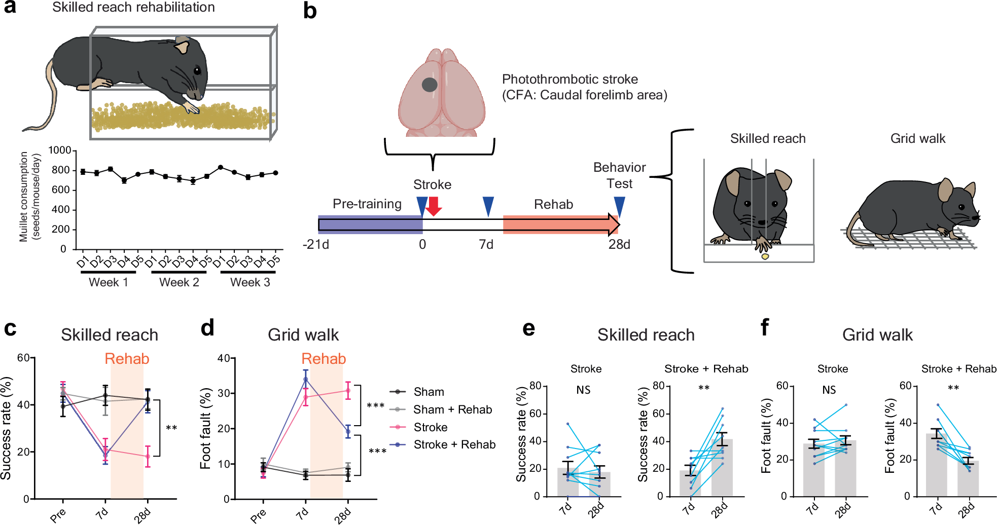 脳接続を再生する初の脳卒中リハビリ薬を開発(UCLA discovers first stroke rehab drug to reestablish brain connections in mice)