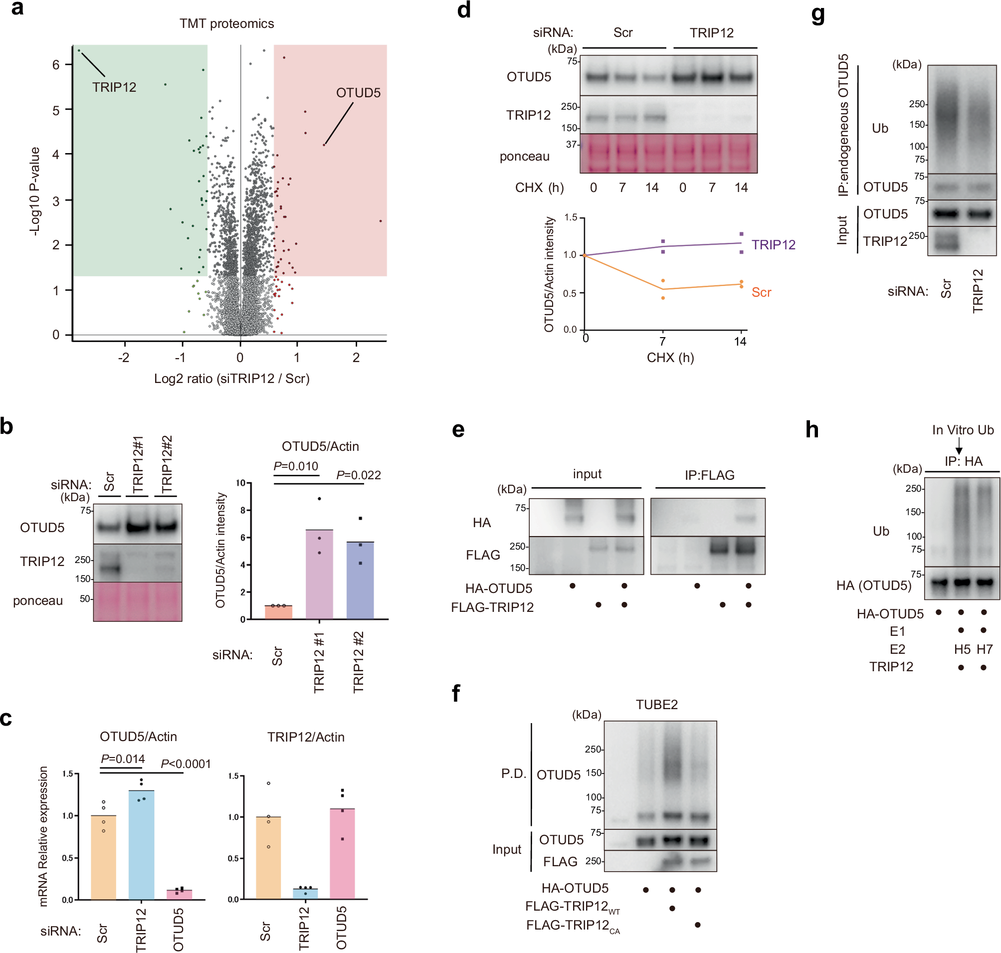 Combinatorial ubiquitin code degrades deubiquitylation-protected substrates | Nature Communications Combinatorial ubiquitin code degrades deubiquitylation-protected substrates | Nature Communications